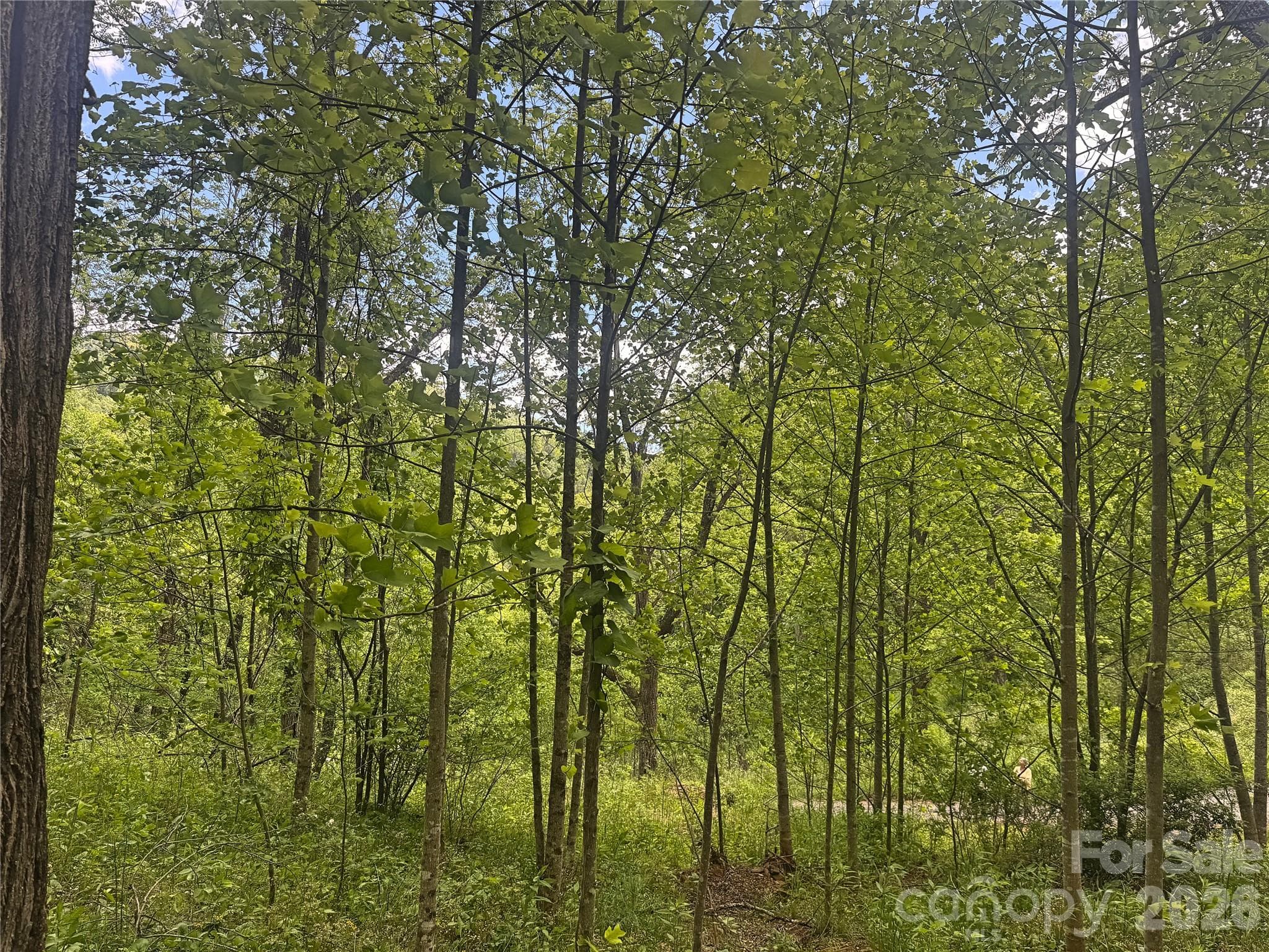 Acreage at Bakersville, photo 11 of 16
