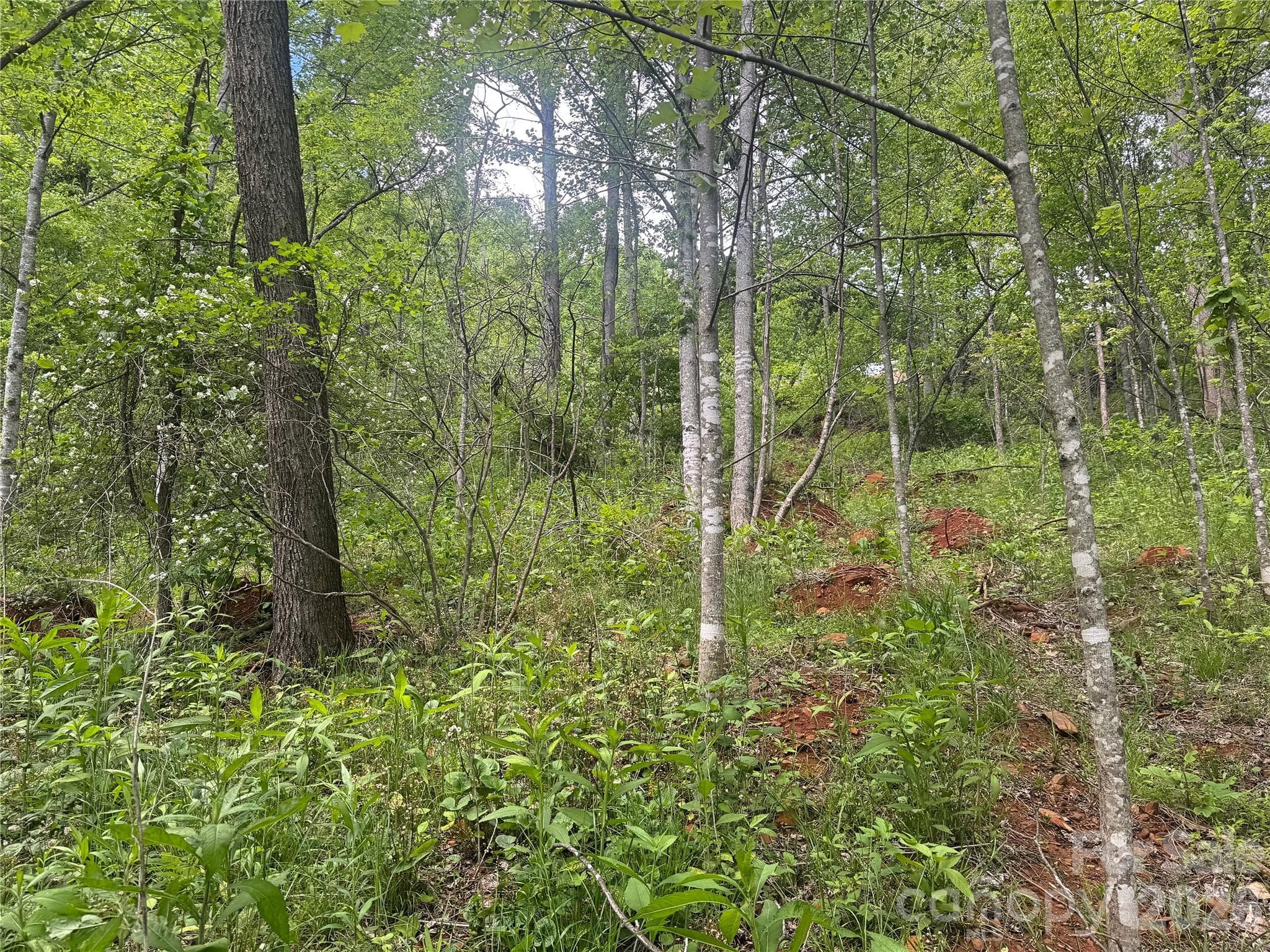 Acreage at Bakersville, photo 16 of 16