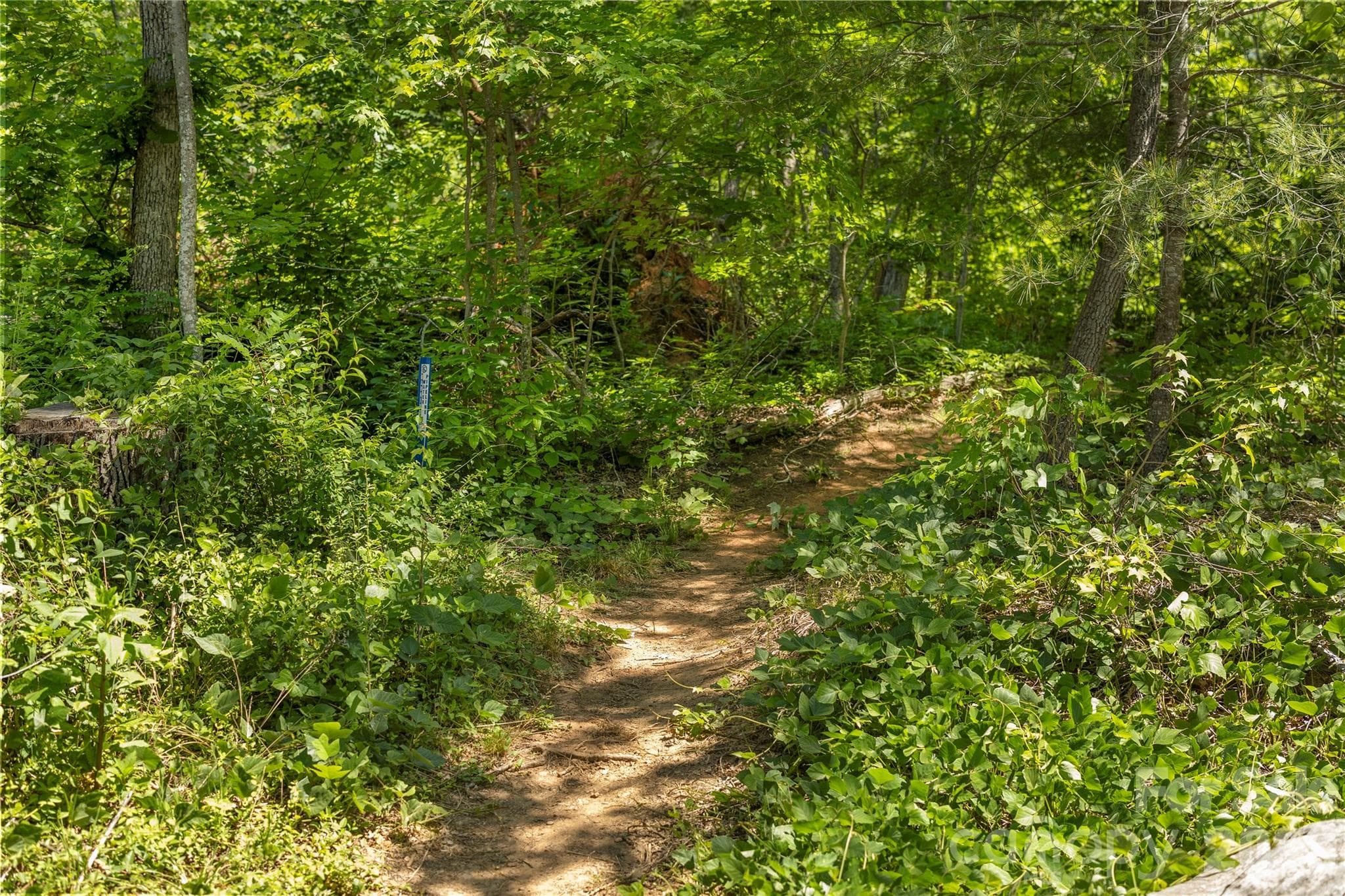 Trail access on the other side of your fence - 38 Nixon Terrace, Asheville