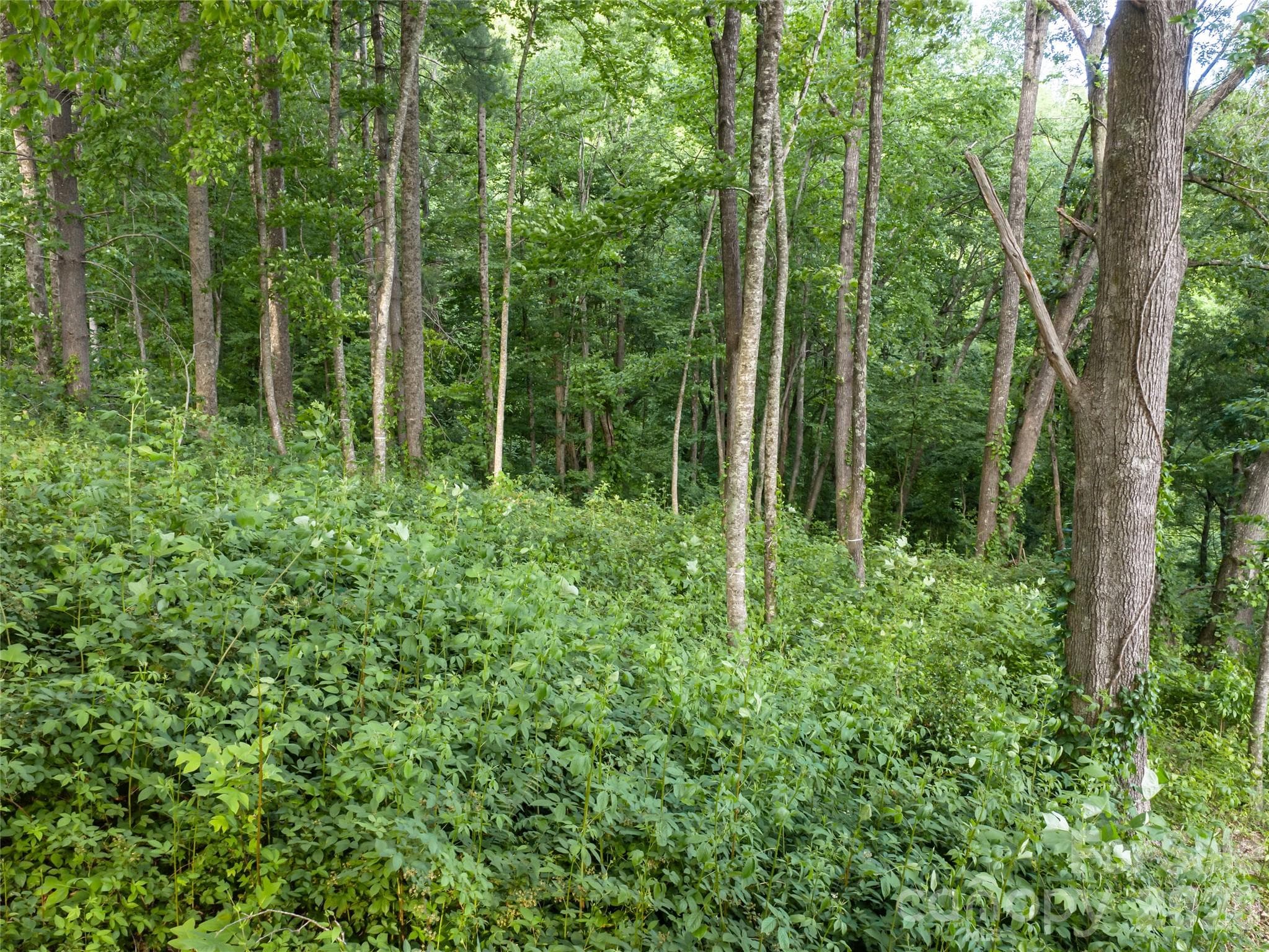 Lot at 000 New Sprout Lane, Hendersonville, photo 8 of 35