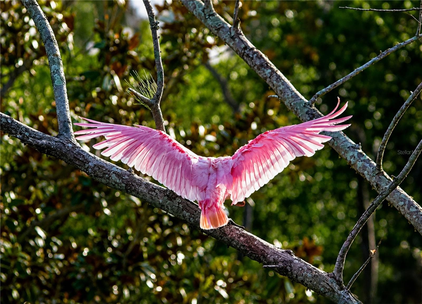 Mt Vernon Rosette Spoonbill - 4809 INDEPENDENCE DR, BRADENTON