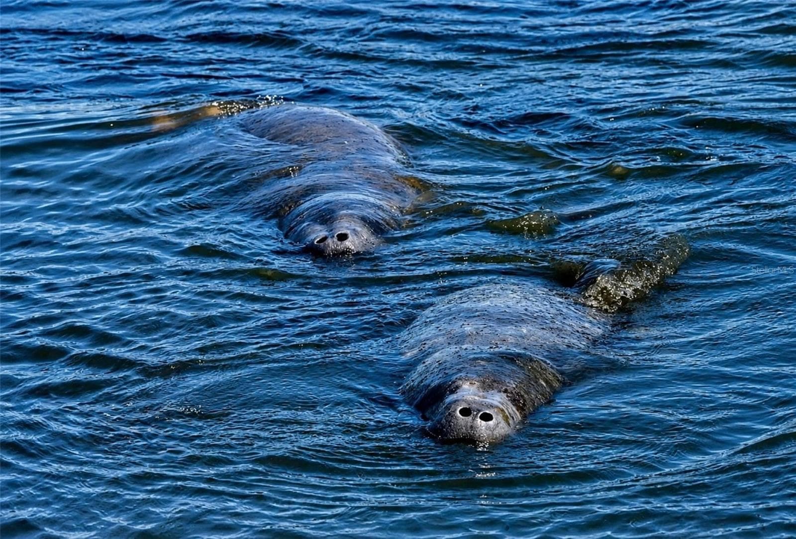 Manatees visiting Mt Vernon canal - 4809 INDEPENDENCE DR, BRADENTON