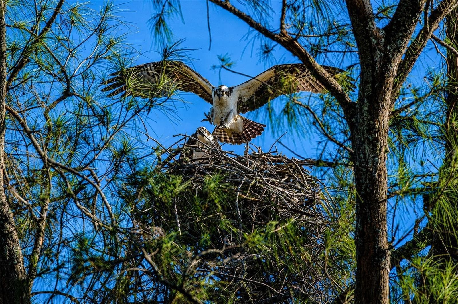 Mt Vernon wildlife nesting - 4809 INDEPENDENCE DR, BRADENTON