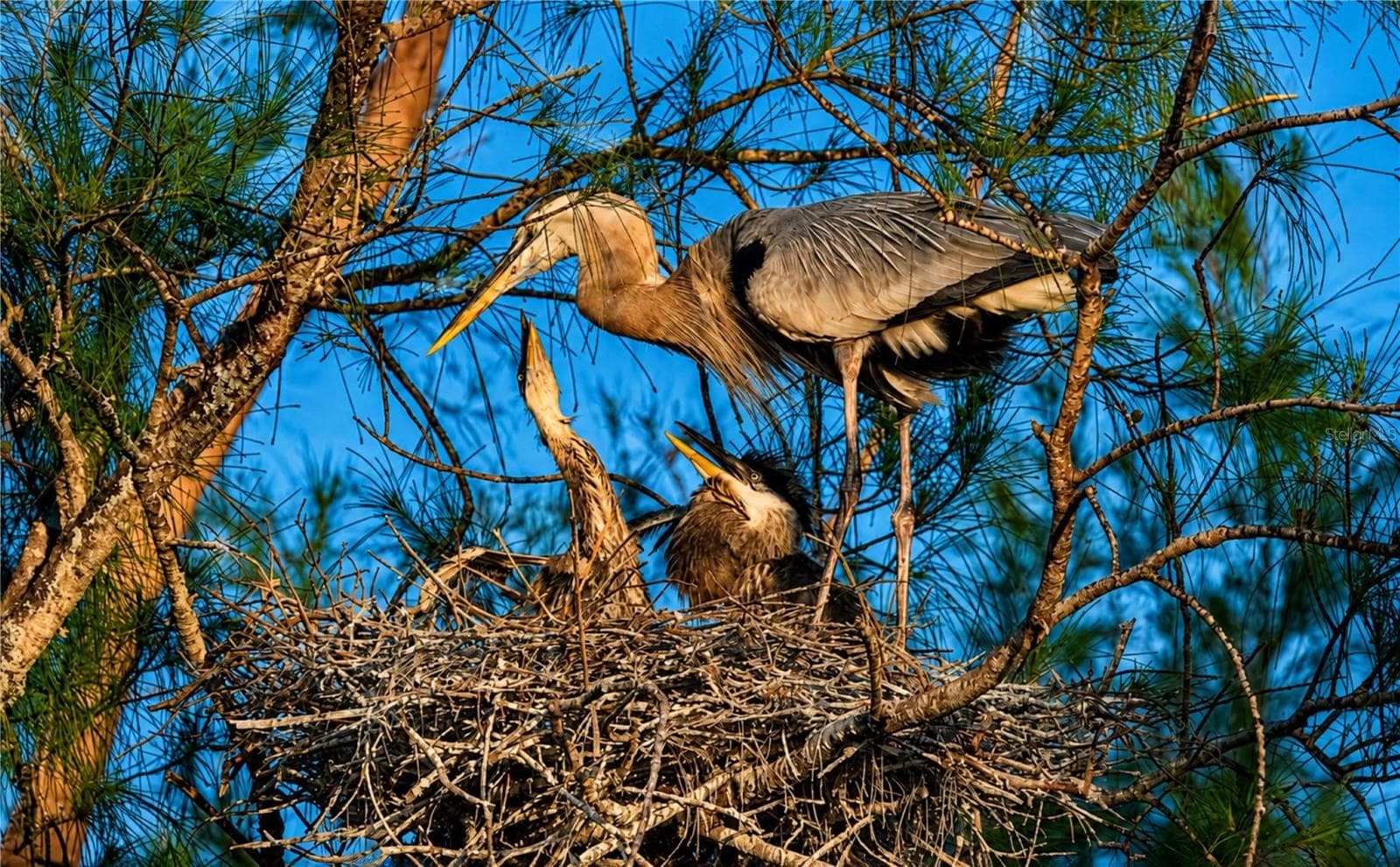 Mt Vernon wildlife nesting - 4853 INDEPENDENCE DR, BRADENTON