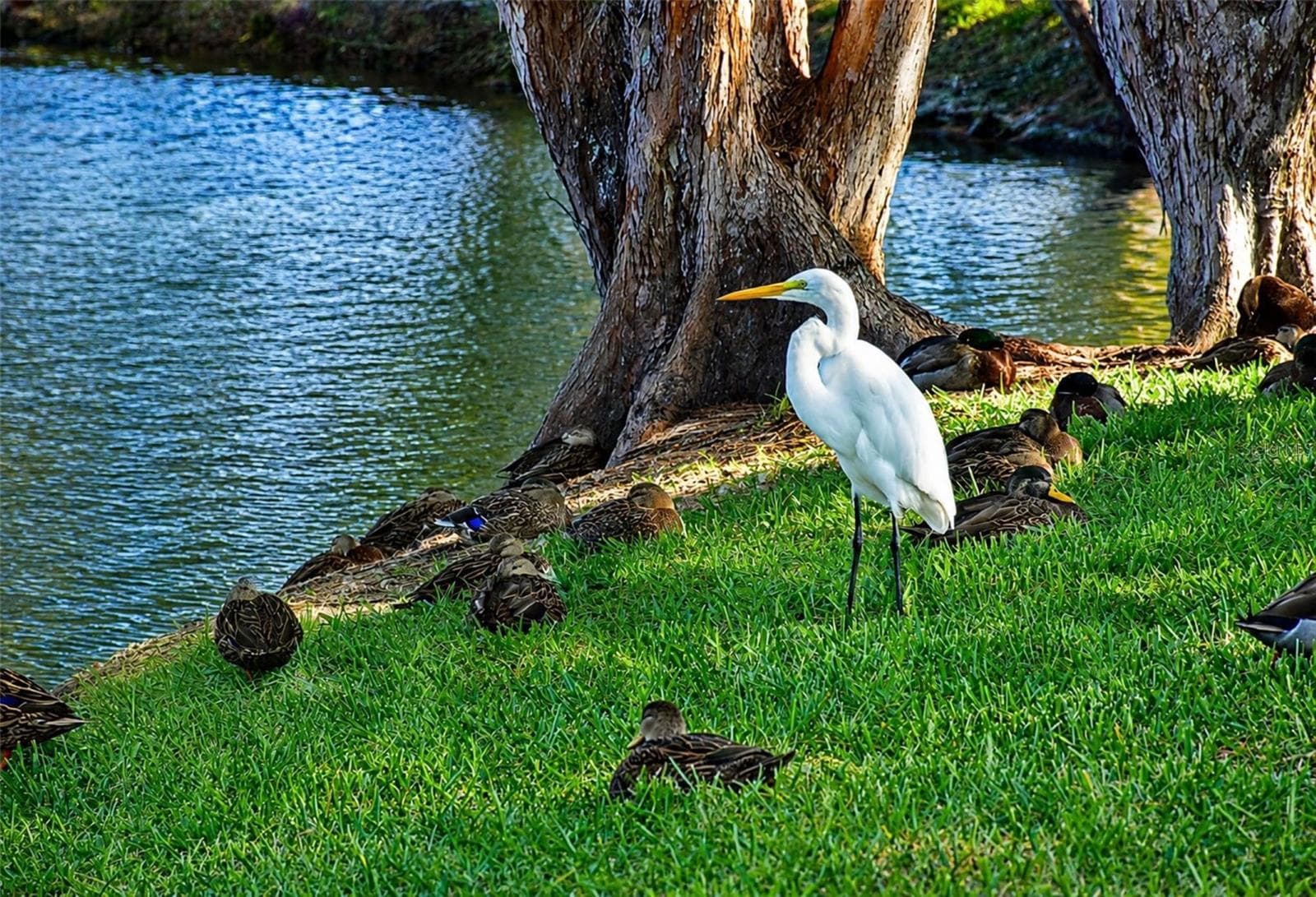 Mt Vernon wildlife relaxing in the shade - 4853 INDEPENDENCE DR, BRADENTON