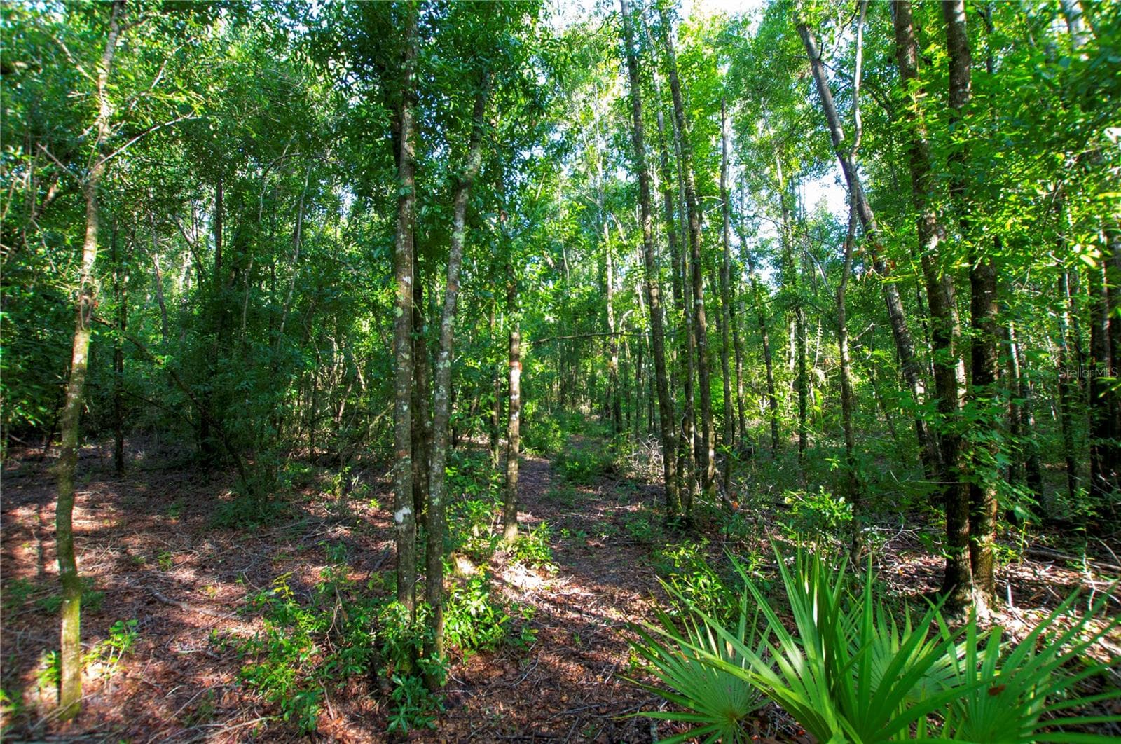 Land at 18233 185TH RD, LIVE OAK, photo 62 of 96