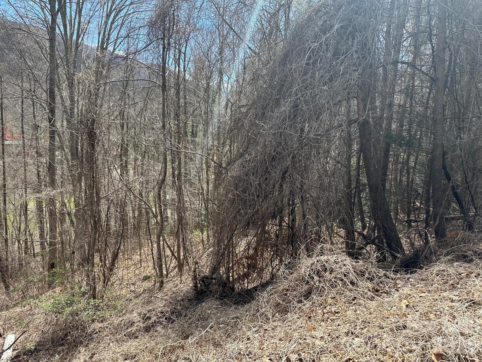 Lot at Hendersonville, photo 4 of 5