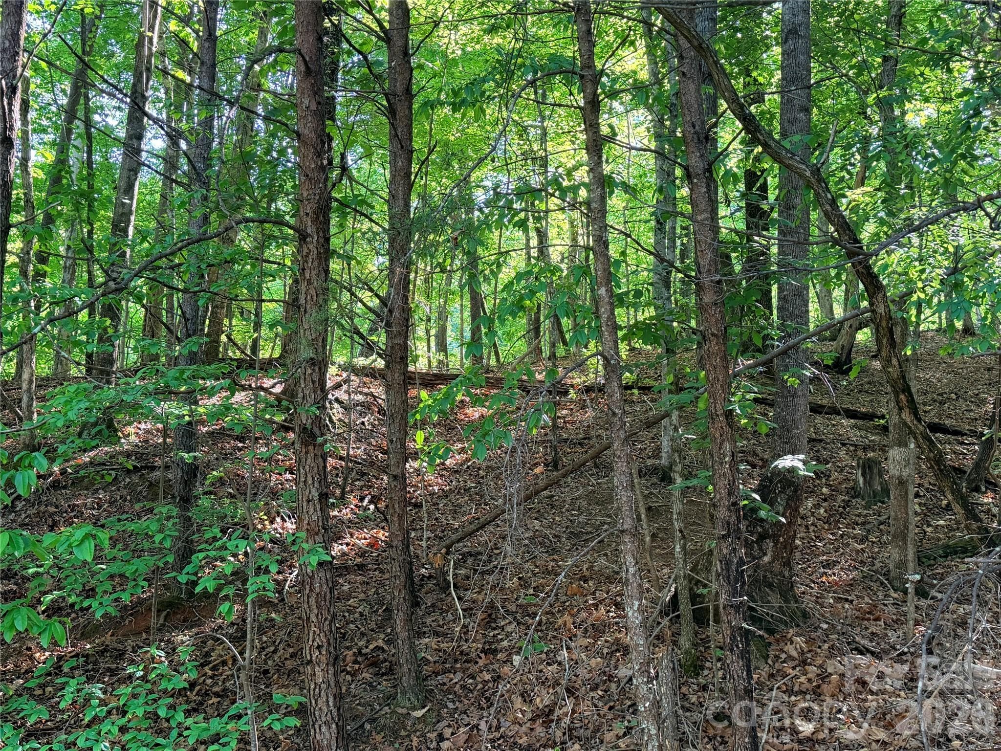 Lot at Lake Lure, photo 2 of 22