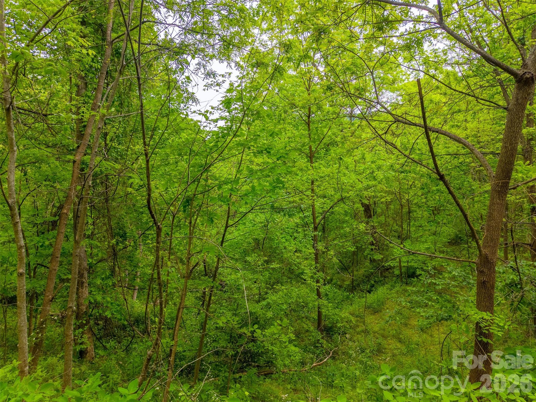 Lot at Waynesville, photo 9 of 17
