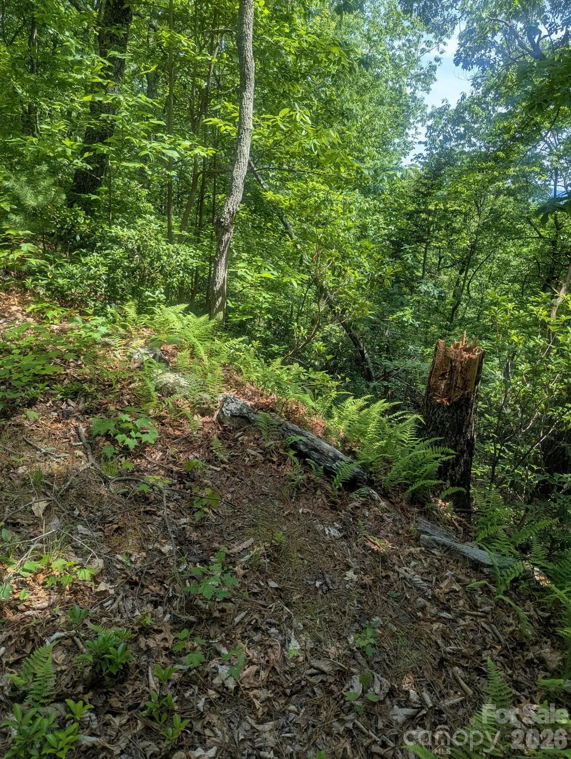 Acreage at Lenoir, photo 5 of 28