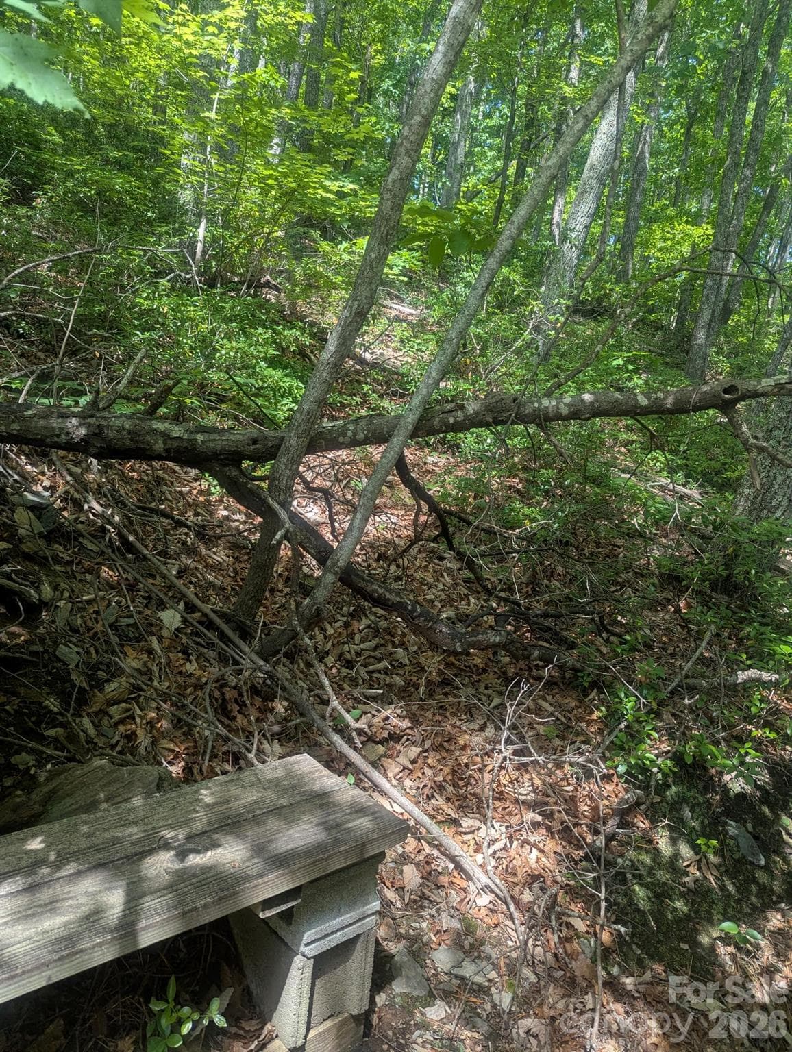 Acreage at Lenoir, photo 8 of 28