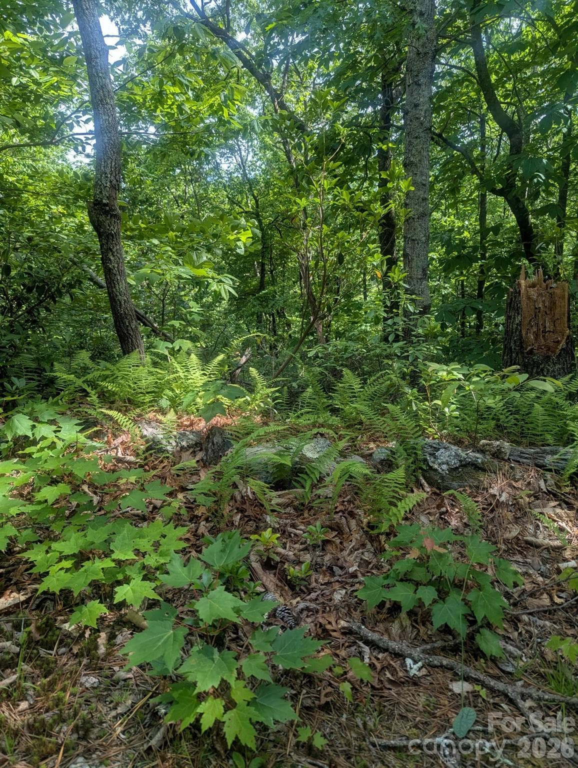 Acreage at Lenoir, photo 17 of 28