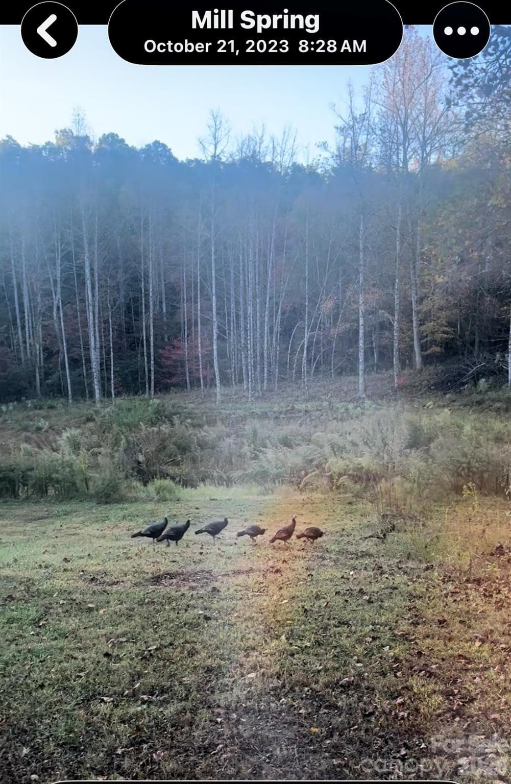 Abundant wildlife - Mill Spring