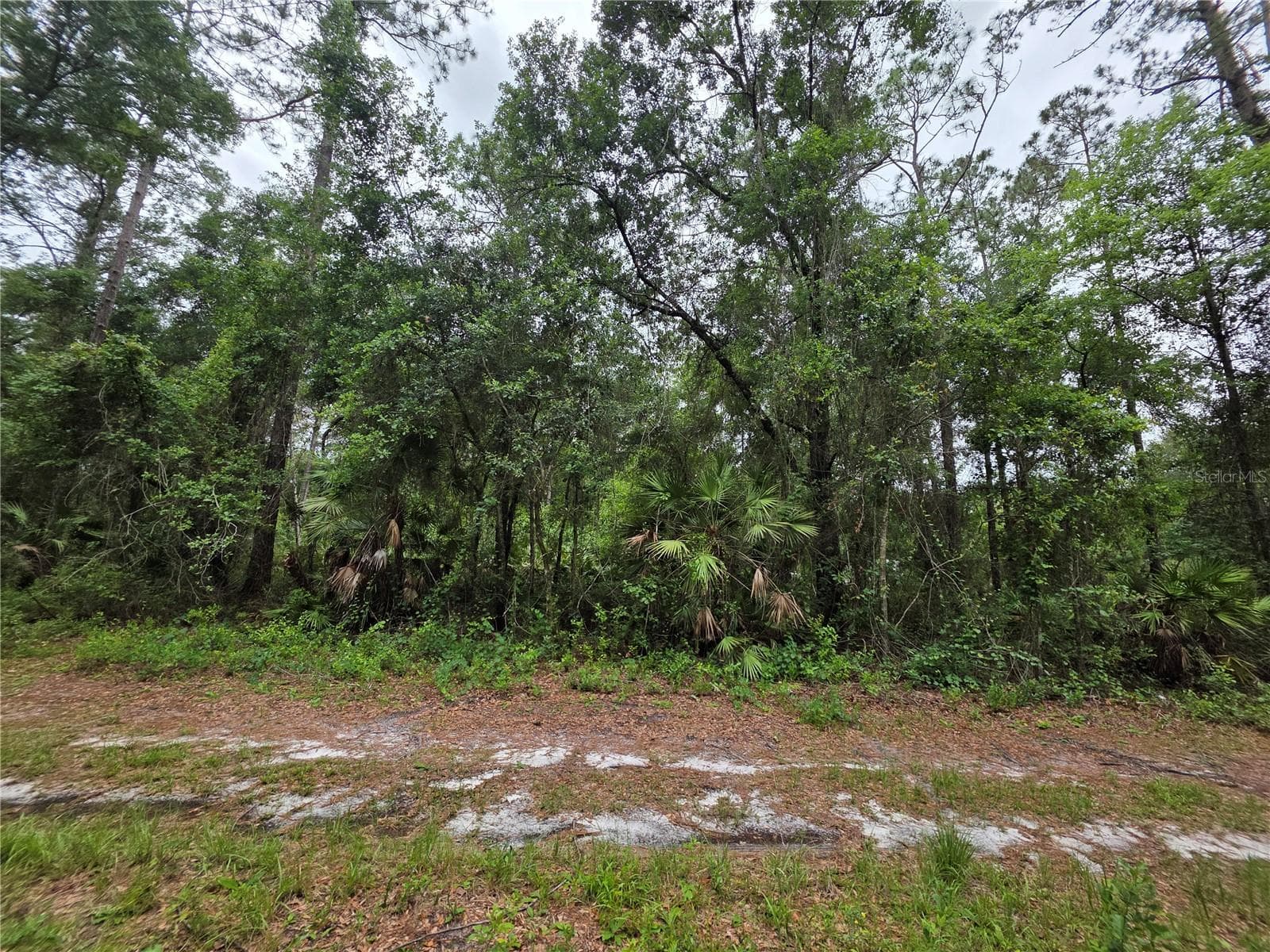 Land at 00 NE 66TH CT, CITRA, photo 3 of 8