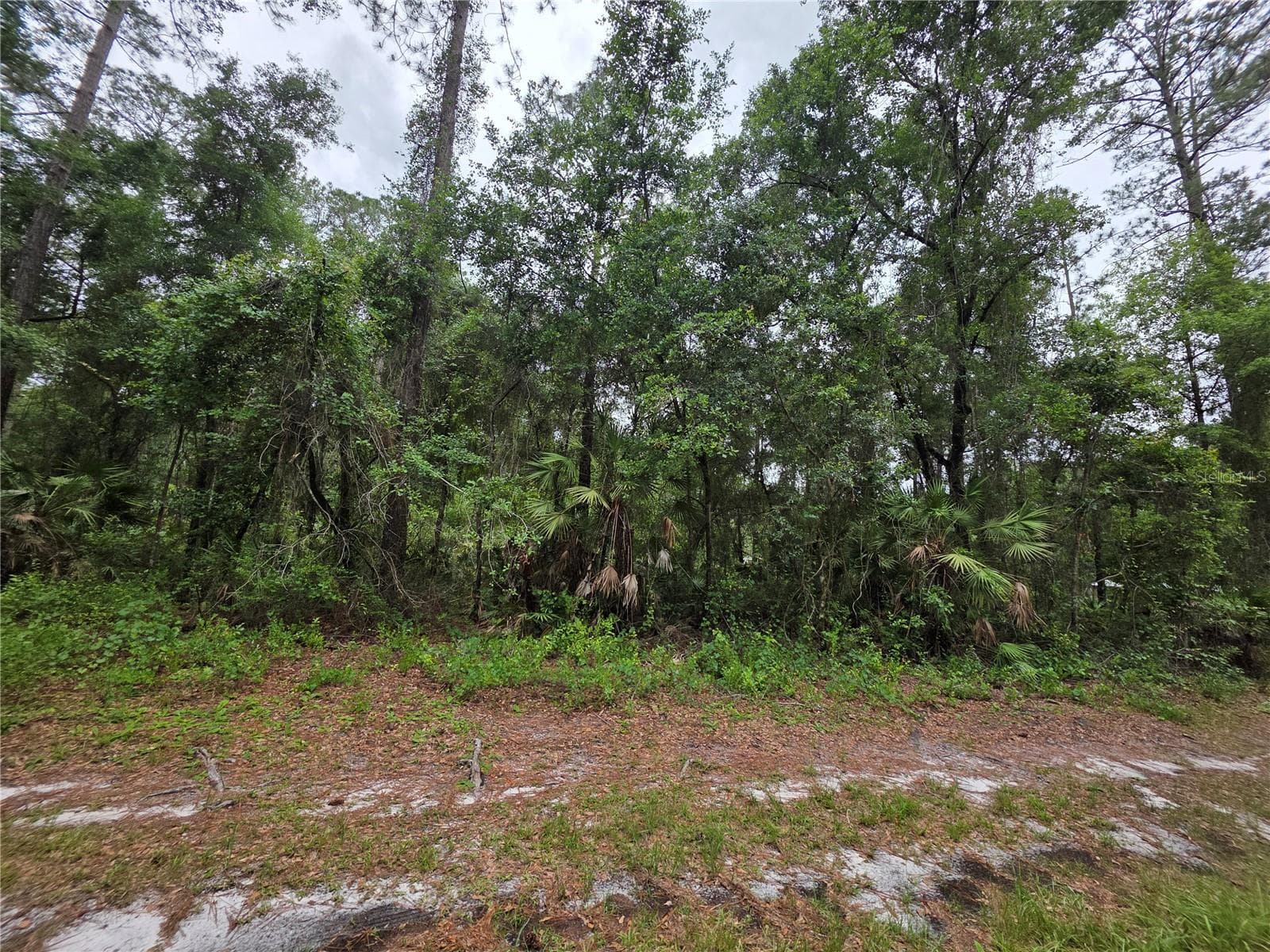 Land at 00 NE 66TH CT, CITRA, photo 4 of 8