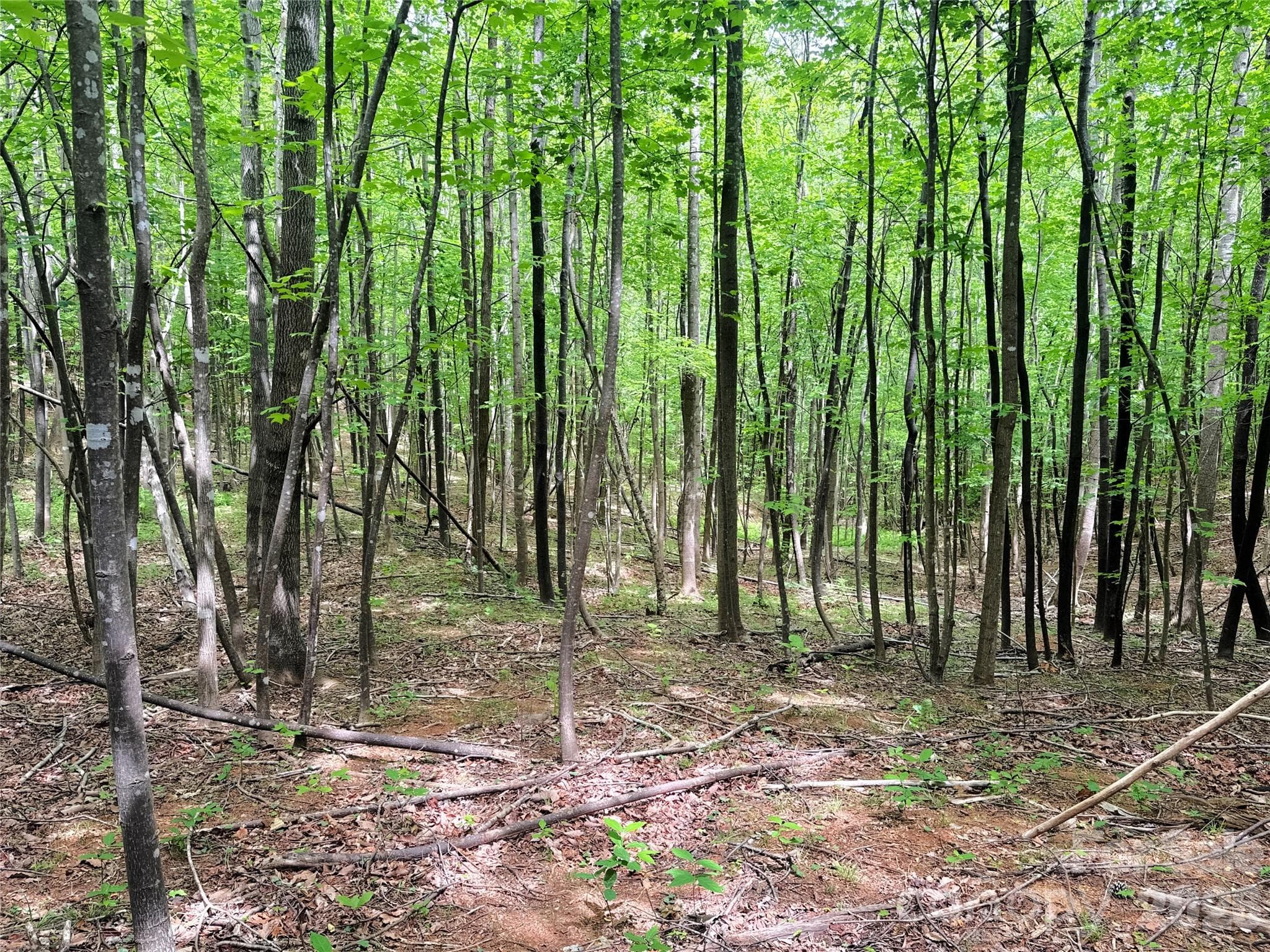 Acreage at Mill Spring, photo 4 of 15