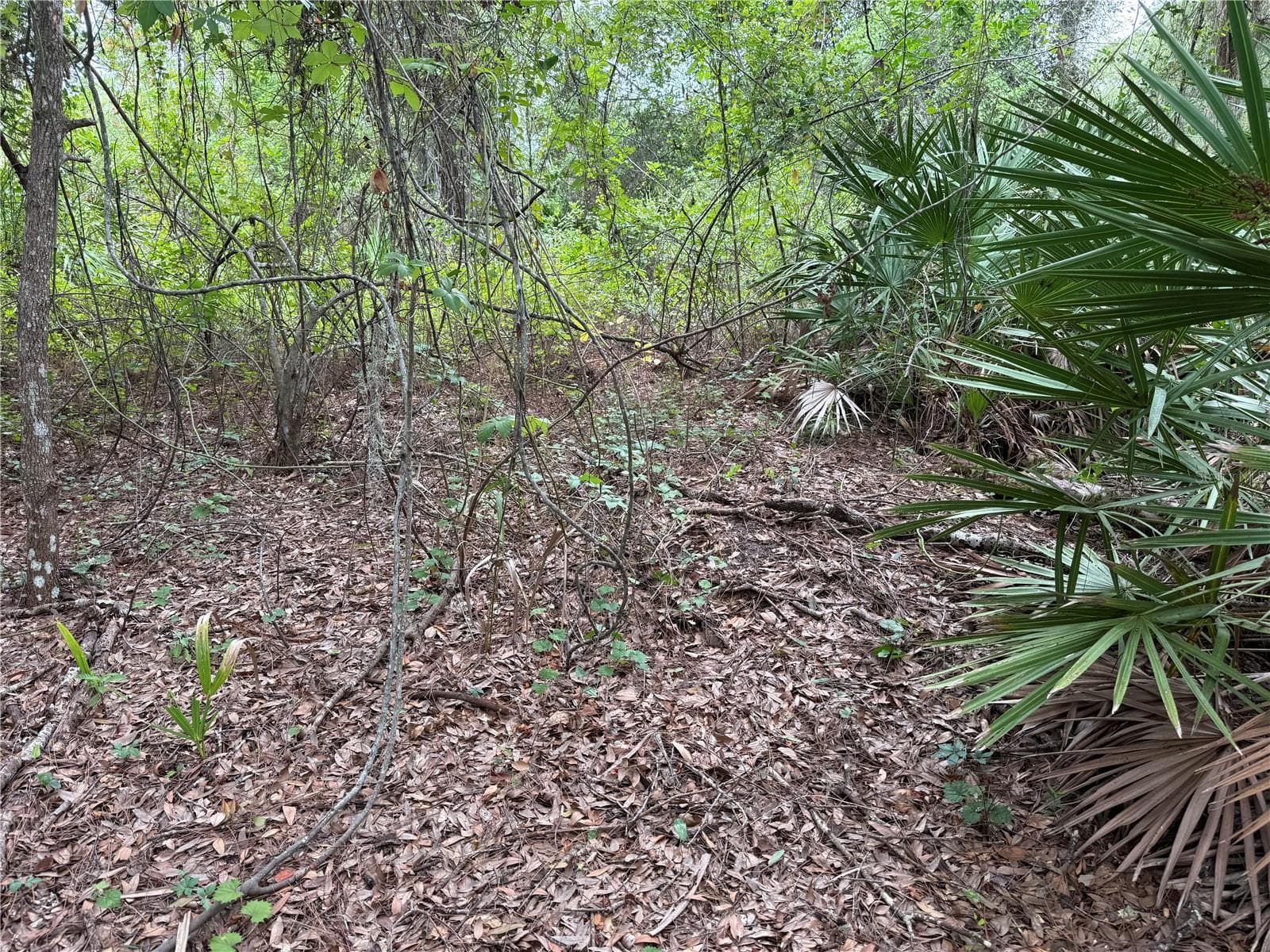 Land at 368 NESTLE AVE, LEHIGH ACRES, photo 5 of 7