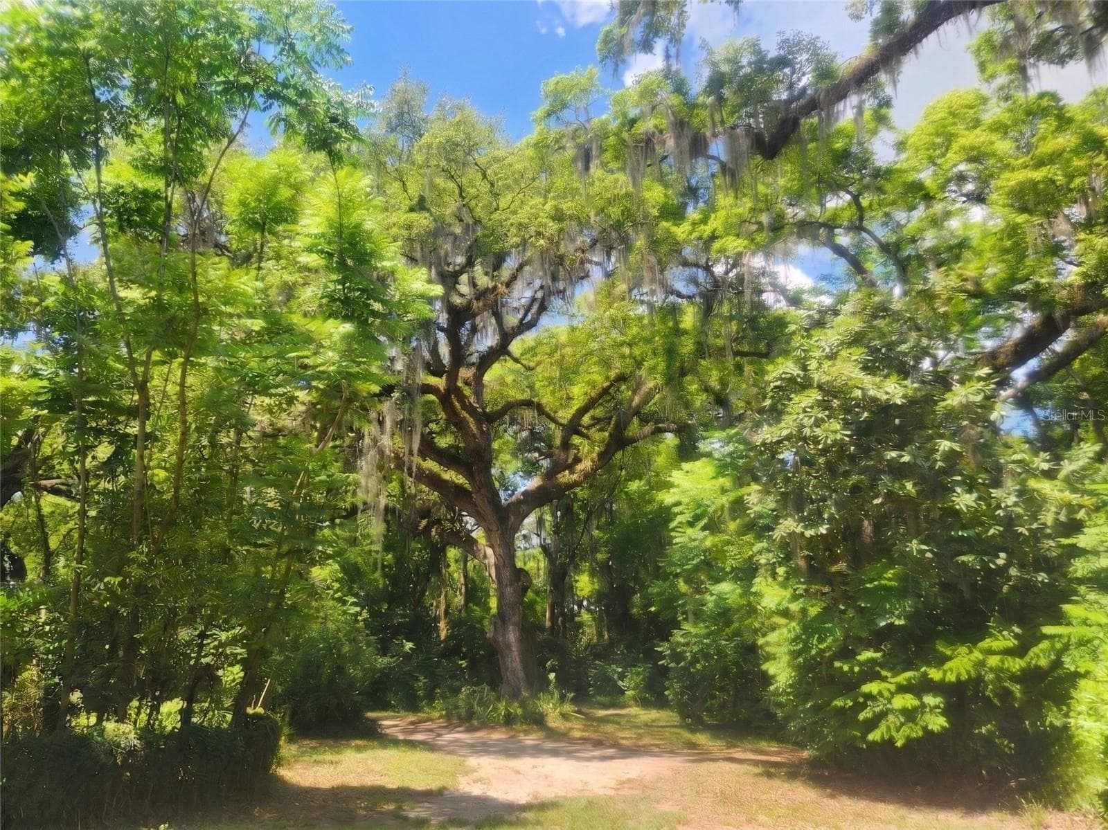 Ancient Oak in Front Yard - 1985 NE 97TH STREED RD, ANTHONY