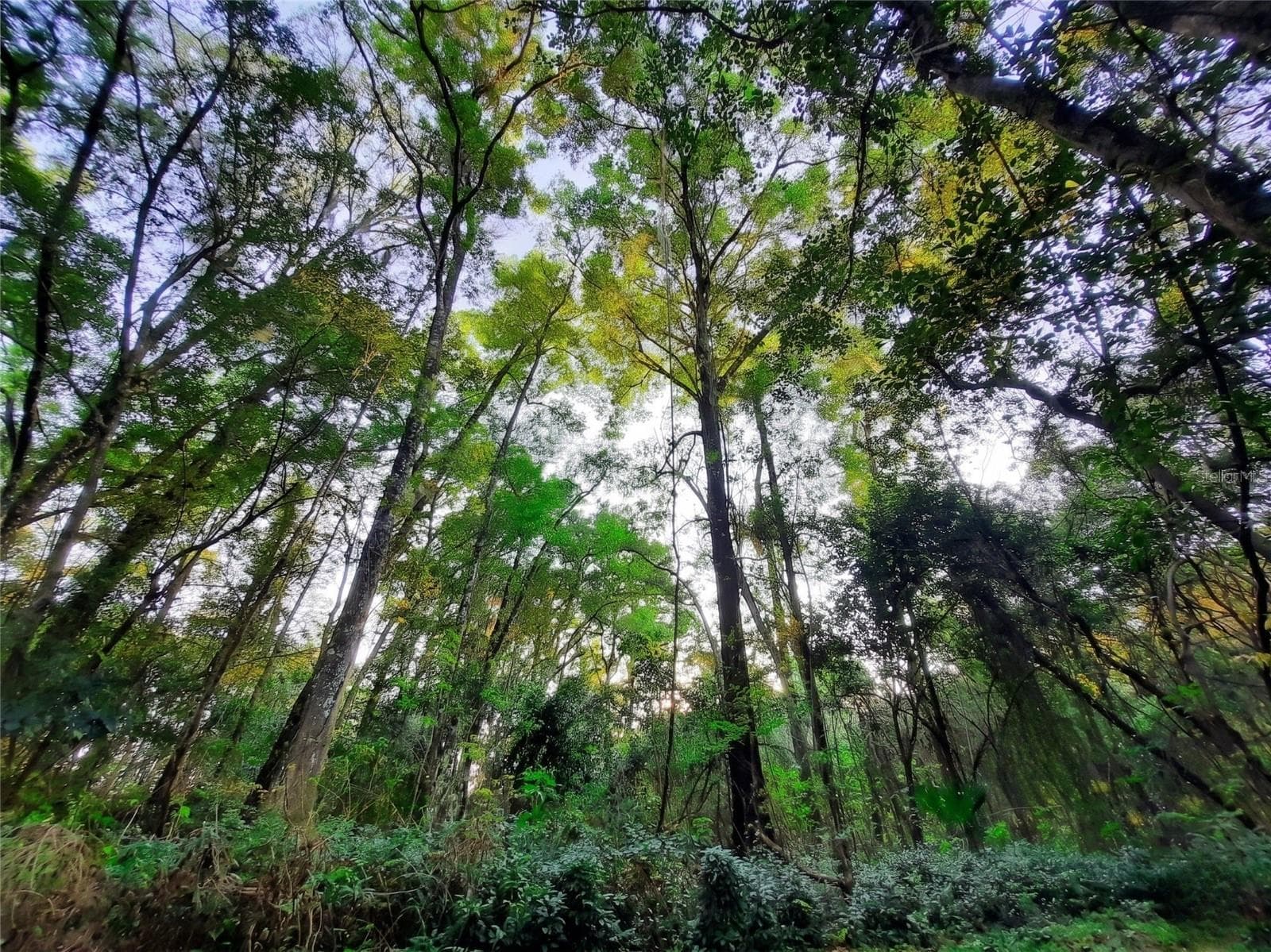 Wooded Acreage - 1985 NE 97TH STREED RD, ANTHONY