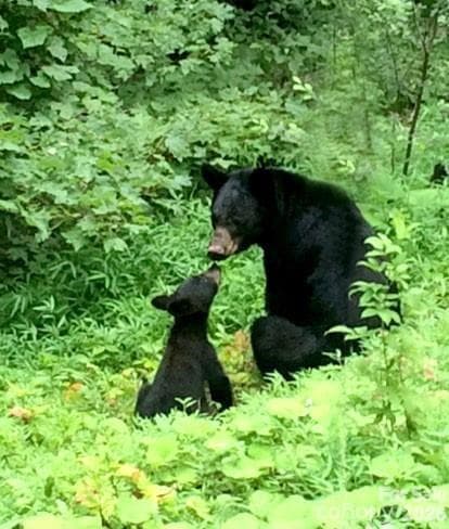 Because living in Laurel Ridge is like living off the Blue Ridge Parkway, you will see turkey, deer, bears, and other wildlife. This pic of a mother bear and cub was taken in Laurel Ridge. - 22 Great Aspen Way, Black Mountain