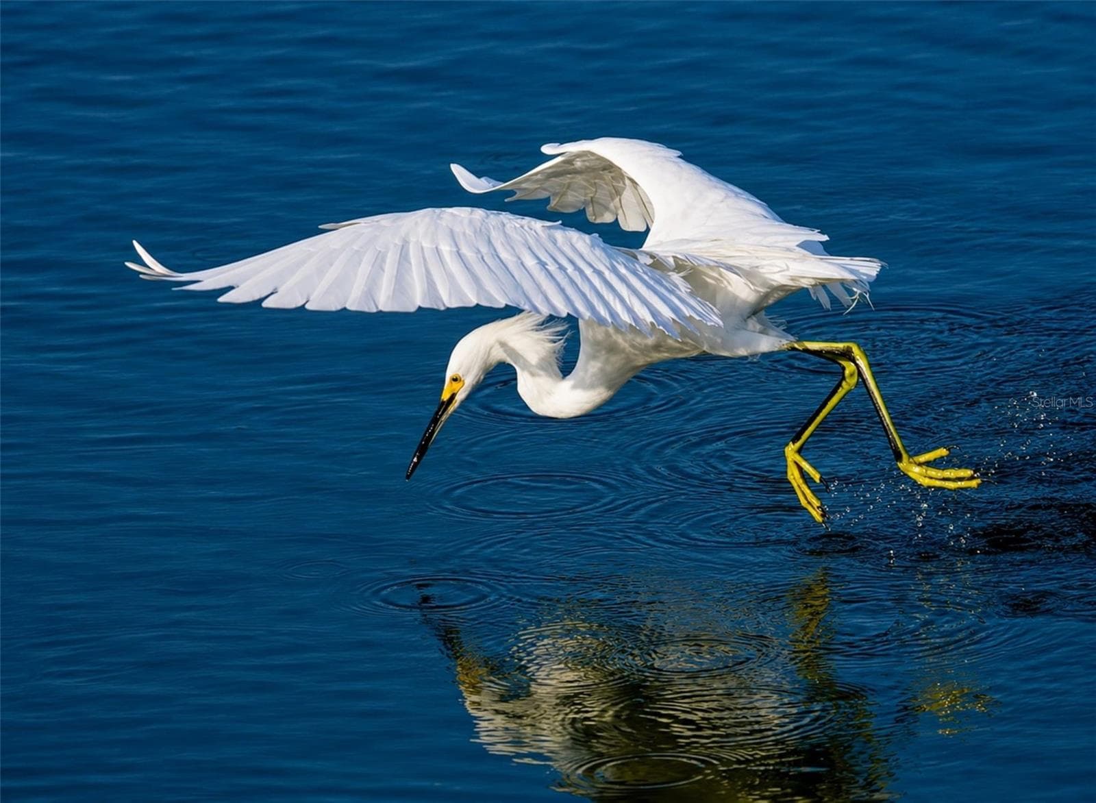 Mt Vernon on Sarasota Bay wildlife - 9425 ANDOVER CIR, BRADENTON
