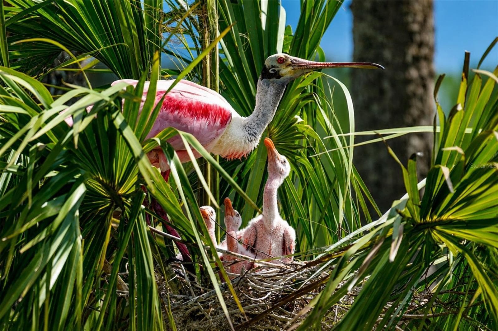 Mt Vernon on Sarasota Bay wildlife - 9425 ANDOVER CIR, BRADENTON