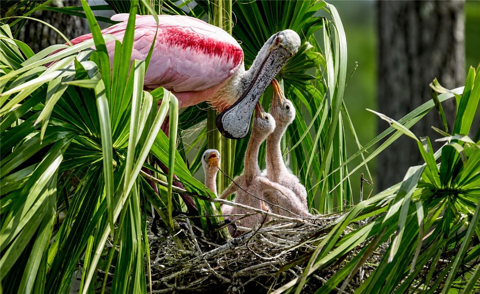 Mt Vernon on Sarasota Bay wildlife - 9425 ANDOVER CIR, BRADENTON