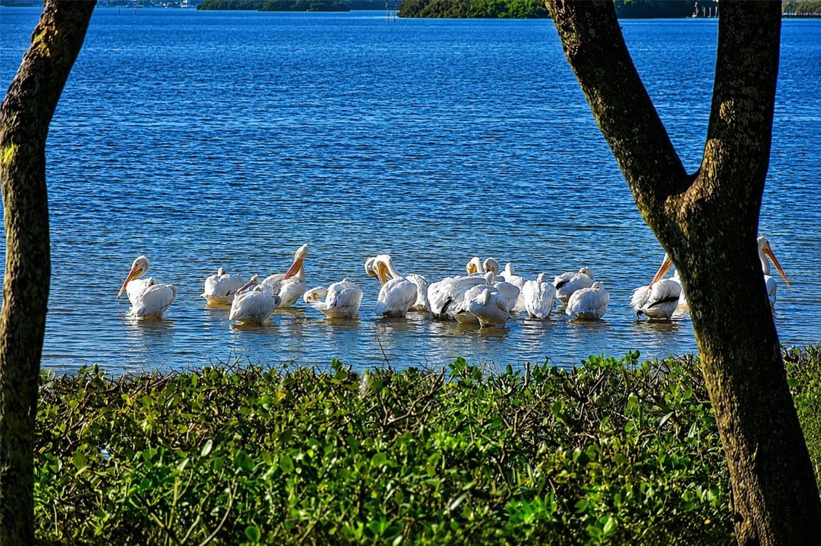 Mt Vernon on Sarasota Bay wildlife .. white pelicons - 9425 ANDOVER CIR, BRADENTON