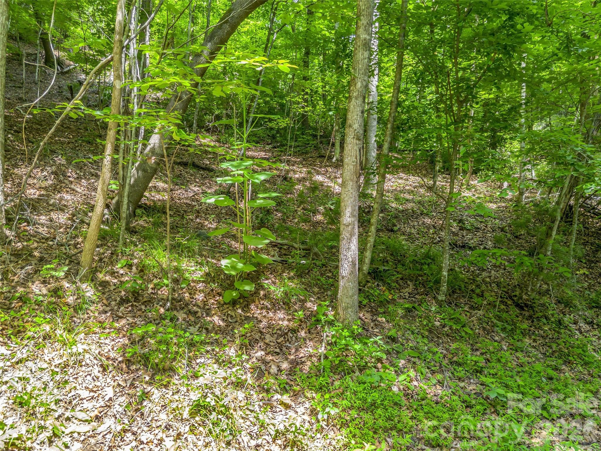 Lot at Lake Lure, photo 4 of 29