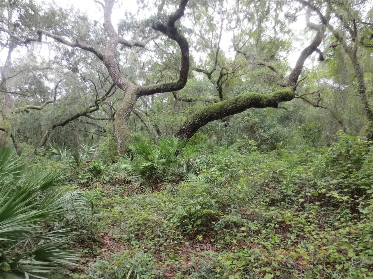 Land at 16865 SE 3RD PL, SILVER SPRINGS, photo 20 of 34