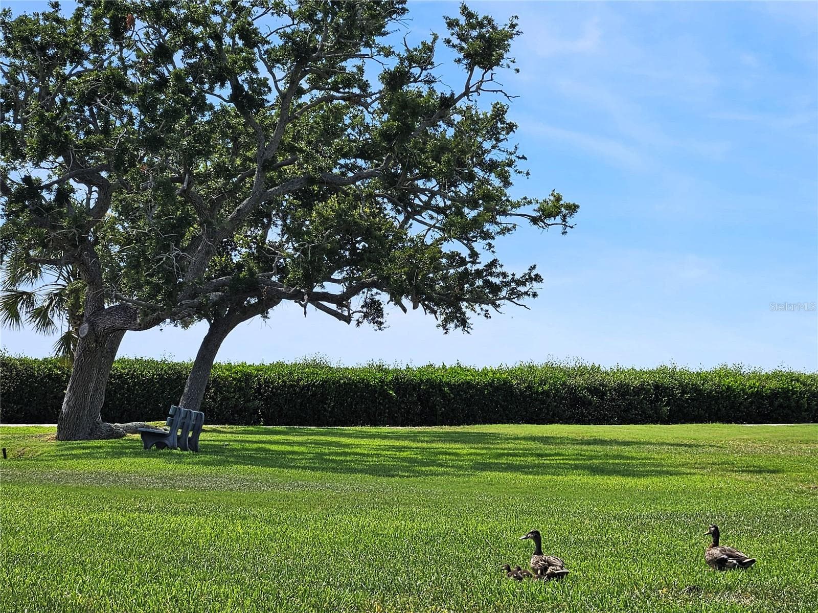 Serene nature walks - 1800 MARINER DR #9, TARPON SPRINGS
