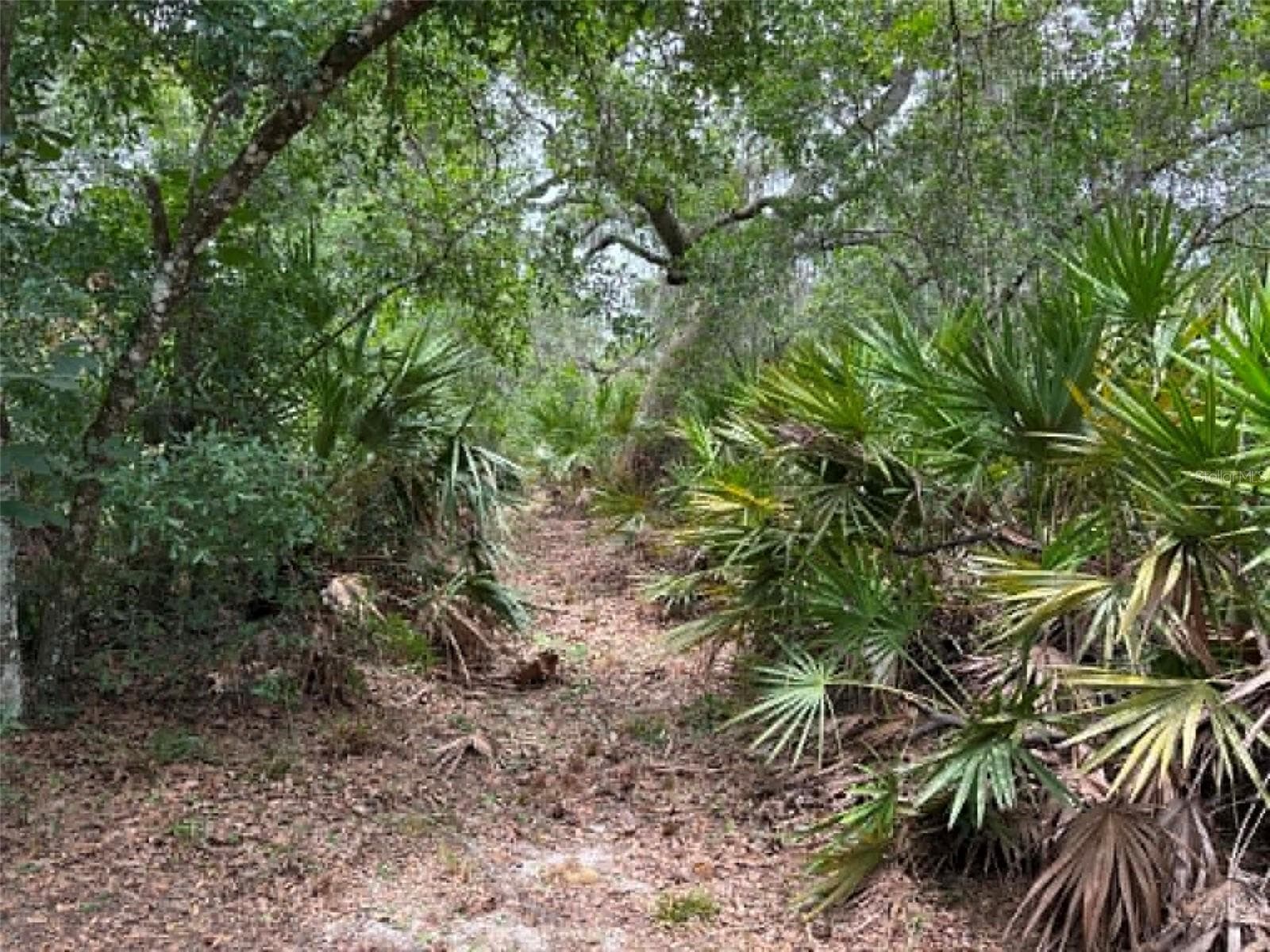 Land at 0 MILLSTREAM DR, GROVELAND, photo 8 of 13