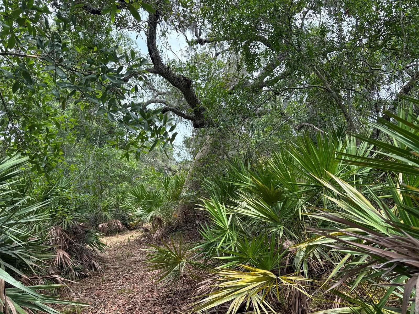 Land at 0 MILLSTREAM DR, GROVELAND, photo 9 of 13
