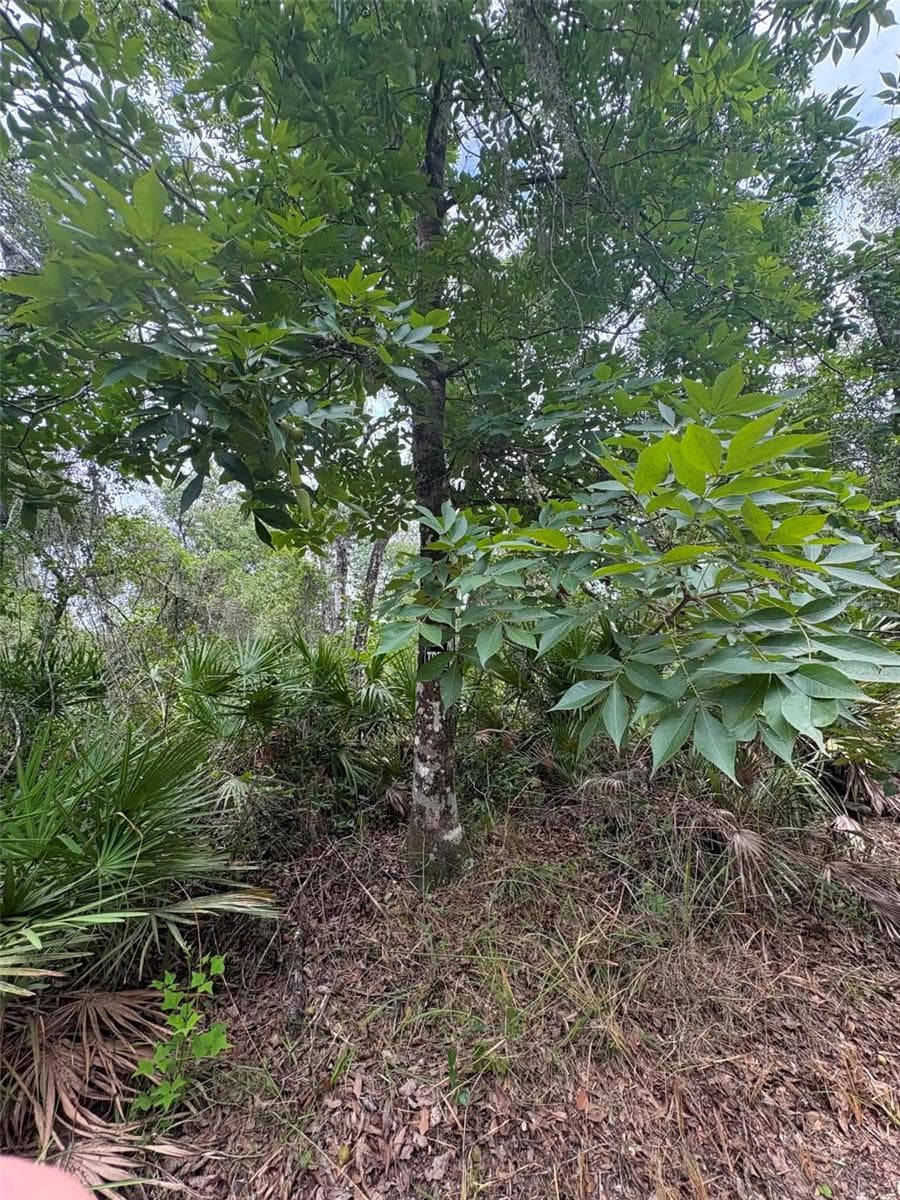 Land at 0 MILLSTREAM DR, GROVELAND, photo 11 of 13