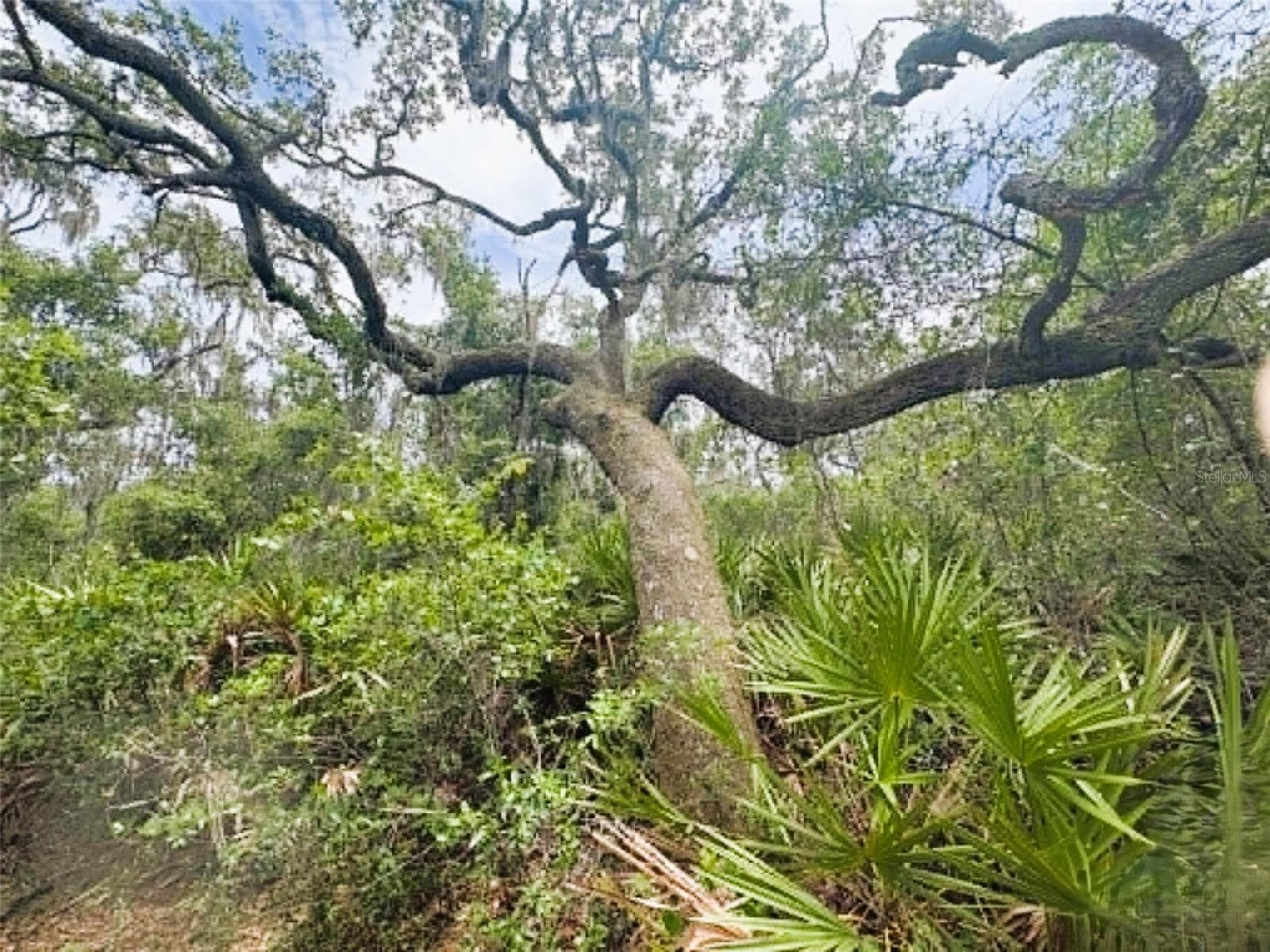 Land at 0 MILLSTREAM DR, GROVELAND, photo 13 of 13