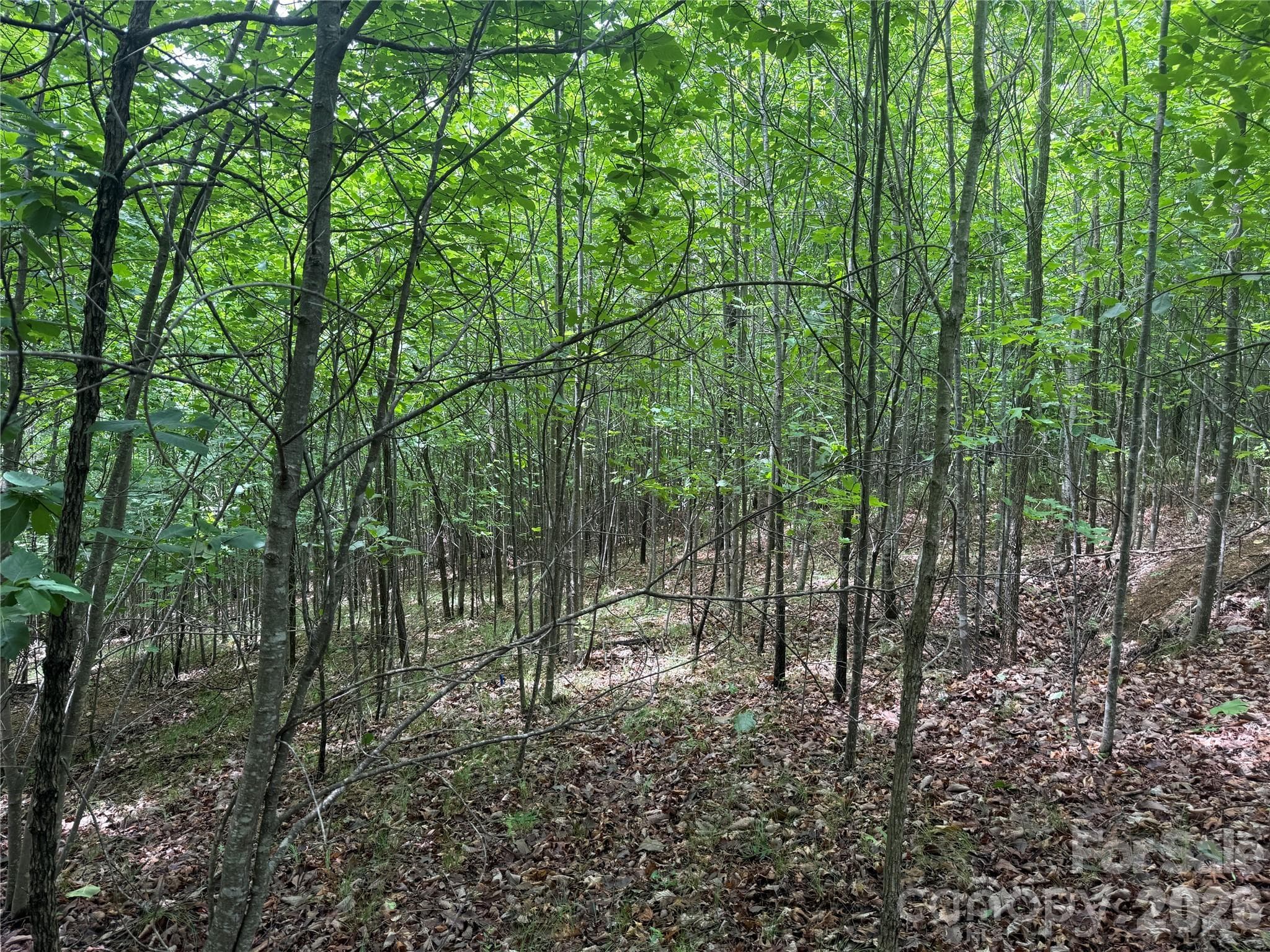 Lot at Nebo, photo 8 of 24