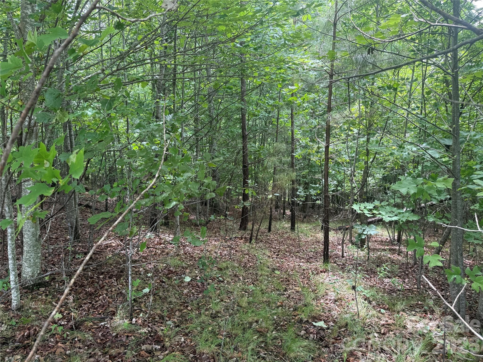Lot at Nebo, photo 12 of 24