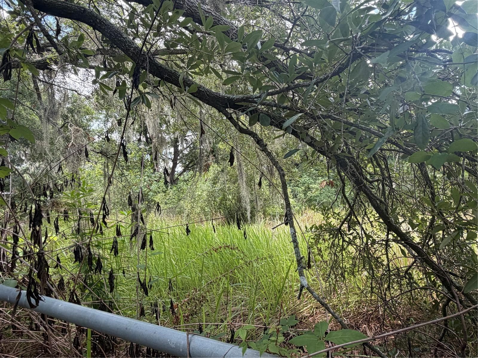 Land at 4447 EDWARDS RD, PLANT CITY, photo 3 of 5