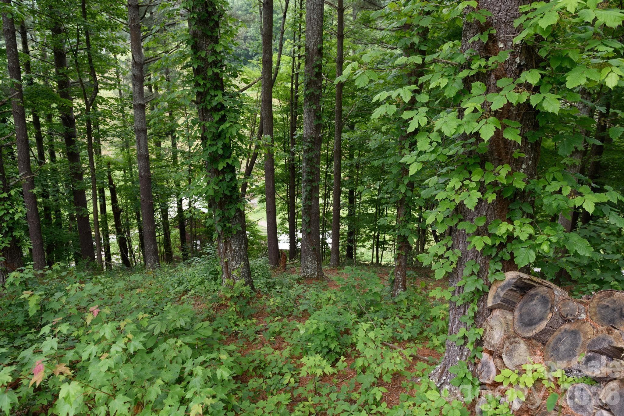 Lot at TBD Sycamore Road, Vilas, photo 18 of 38