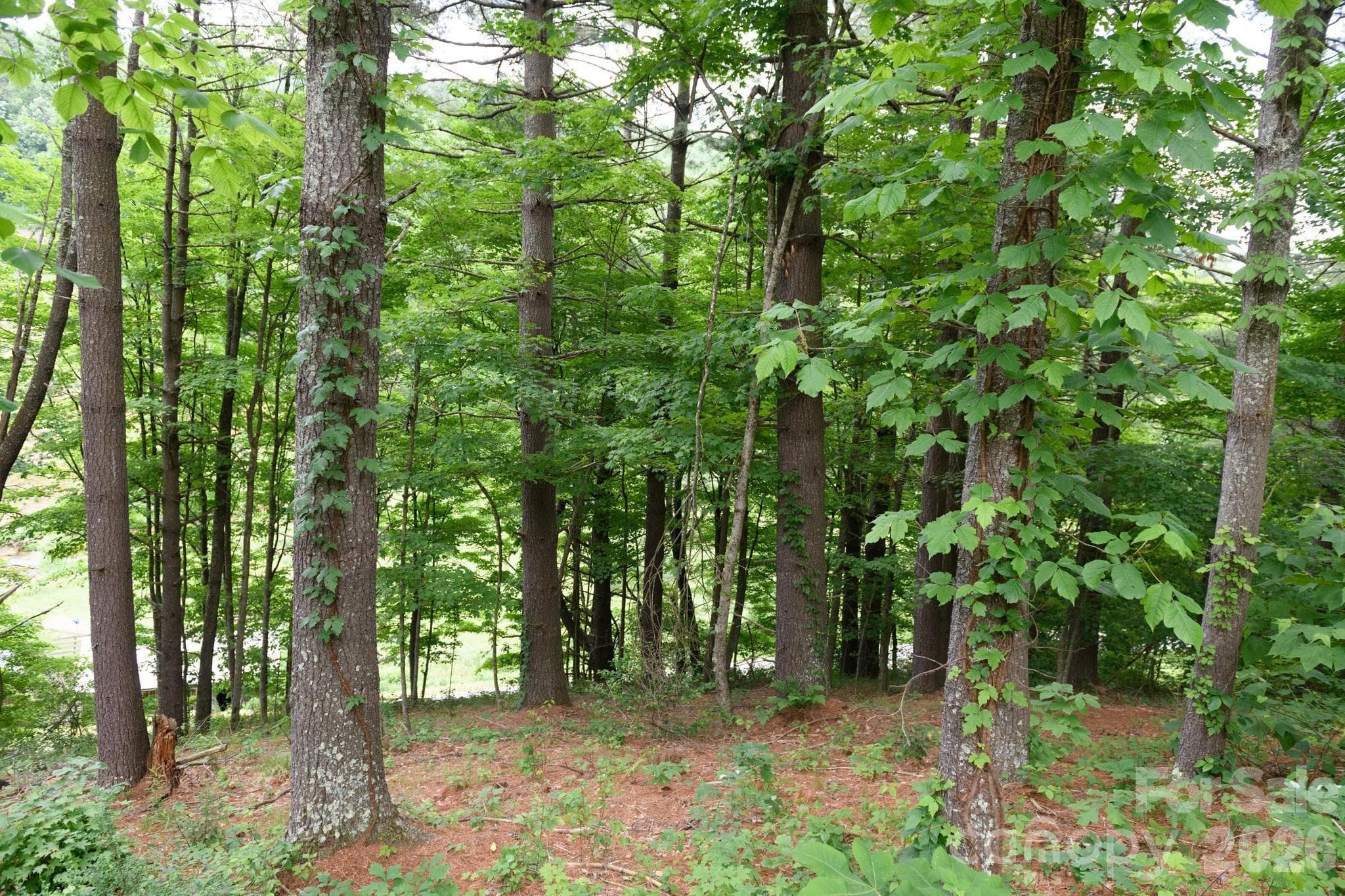 Lot at TBD Sycamore Road, Vilas, photo 19 of 38