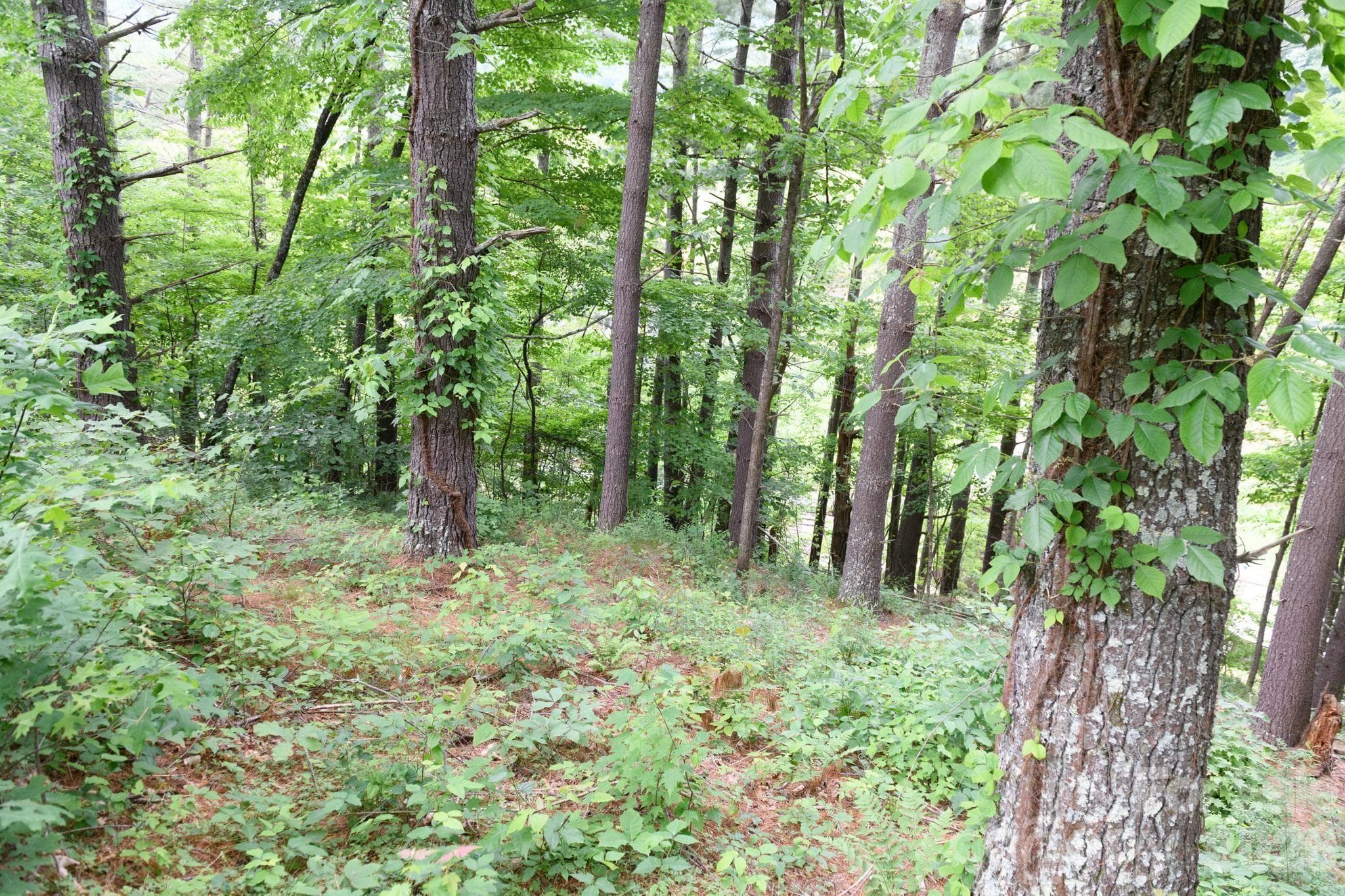 Lot at TBD Sycamore Road, Vilas, photo 20 of 38