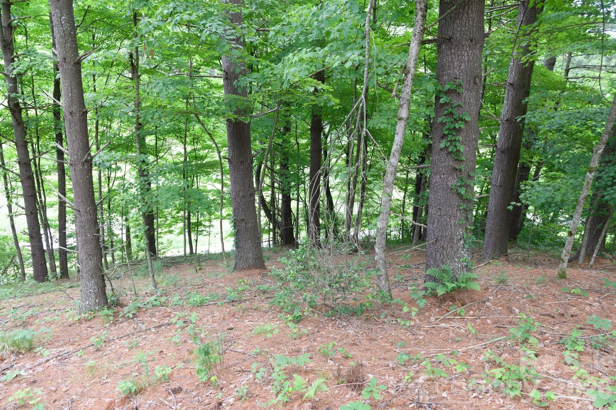 Lot at TBD Sycamore Road, Vilas, photo 21 of 38