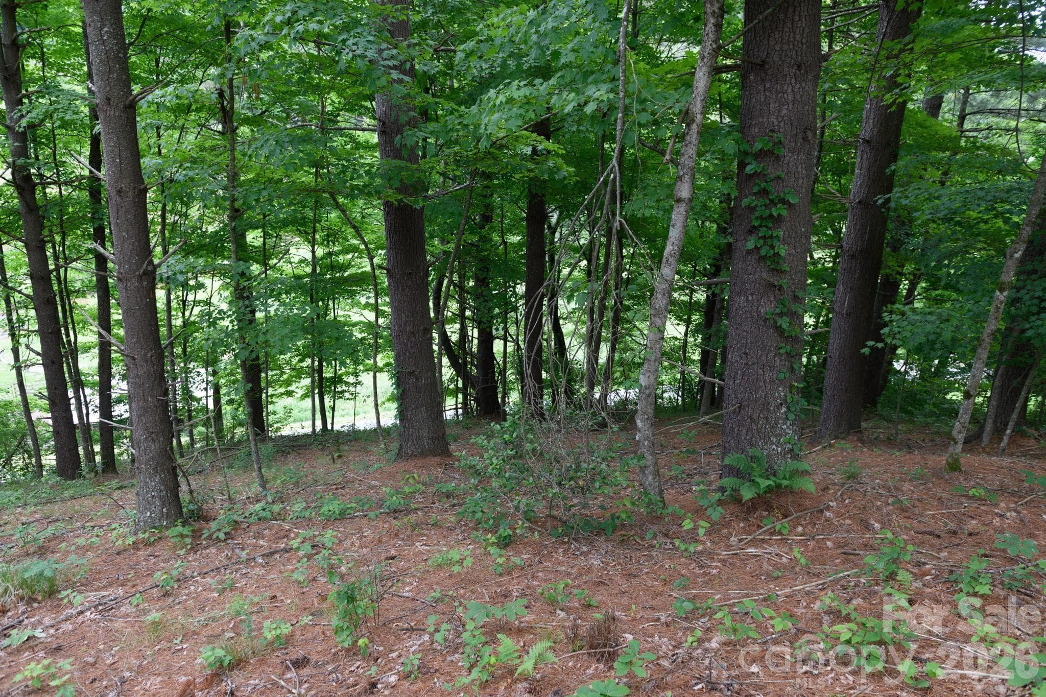 Lot at TBD Sycamore Road, Vilas, photo 22 of 38