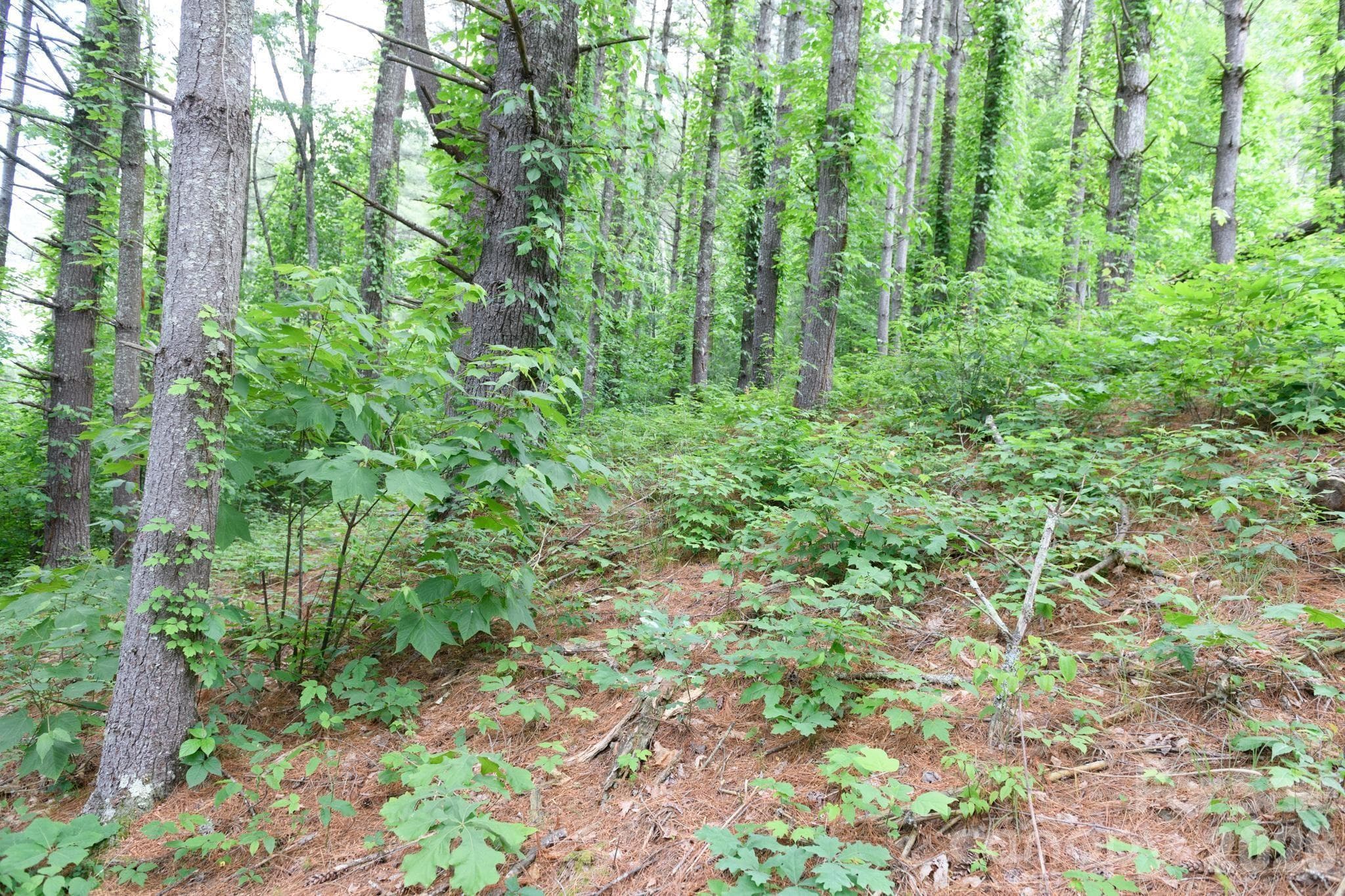 Lot at TBD Sycamore Road, Vilas, photo 23 of 38