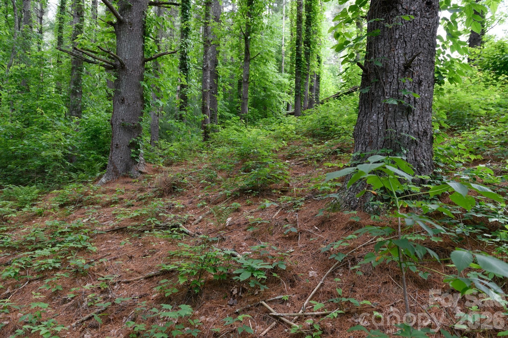 Lot at TBD Sycamore Road, Vilas, photo 25 of 38