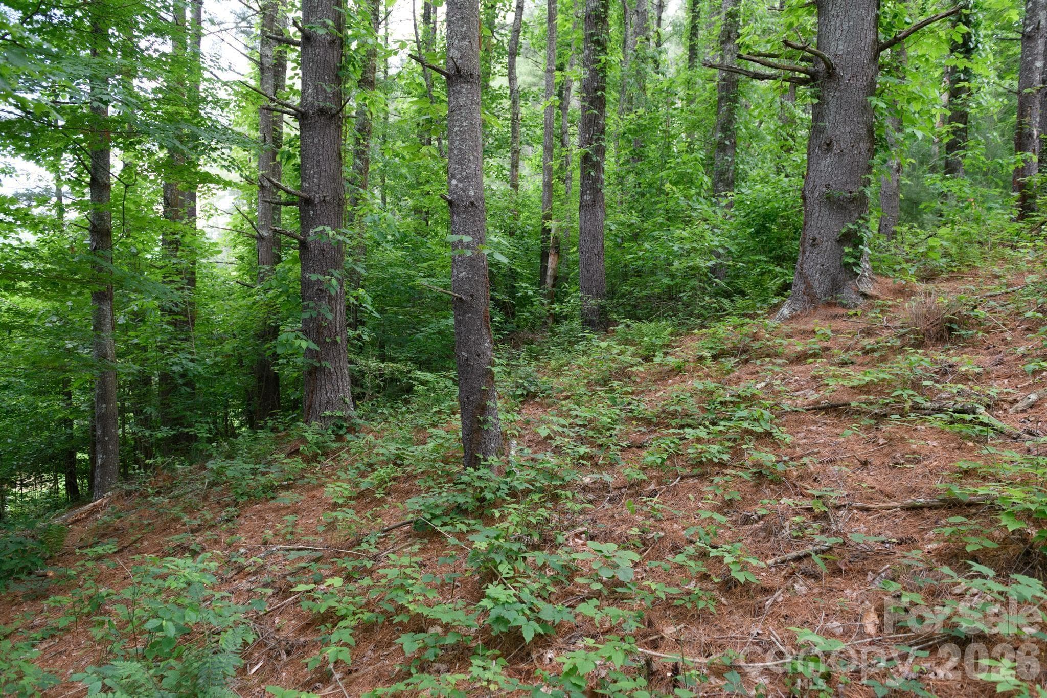 Lot at TBD Sycamore Road, Vilas, photo 26 of 38