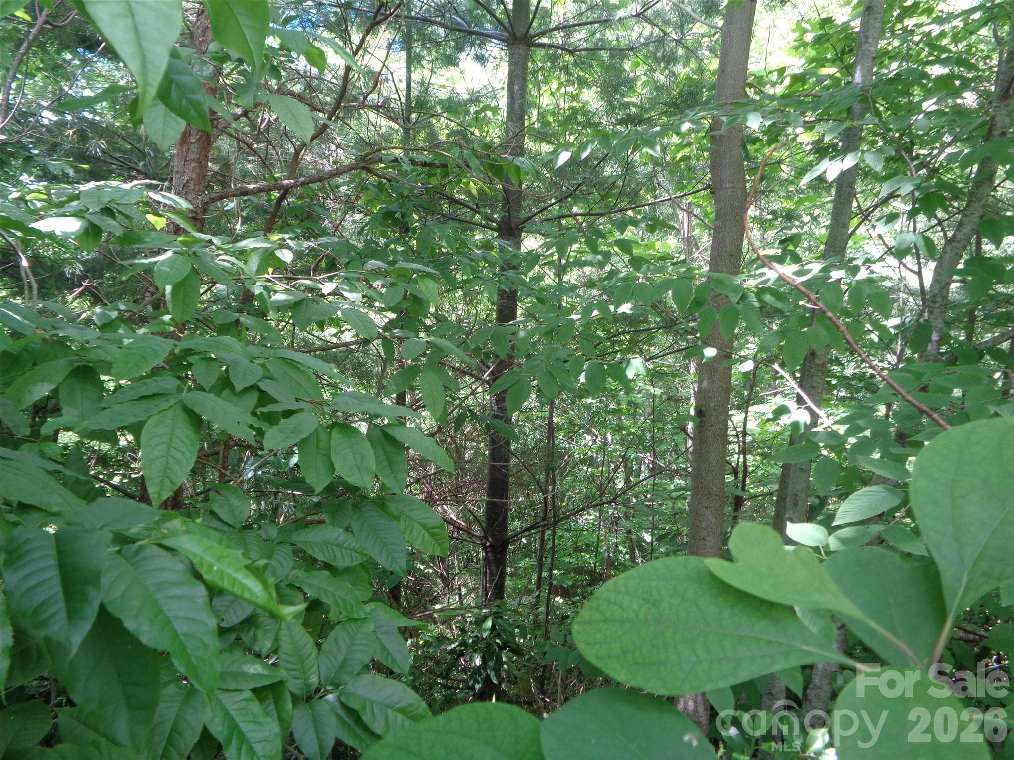 Lot at Maggie Valley, photo 2 of 11