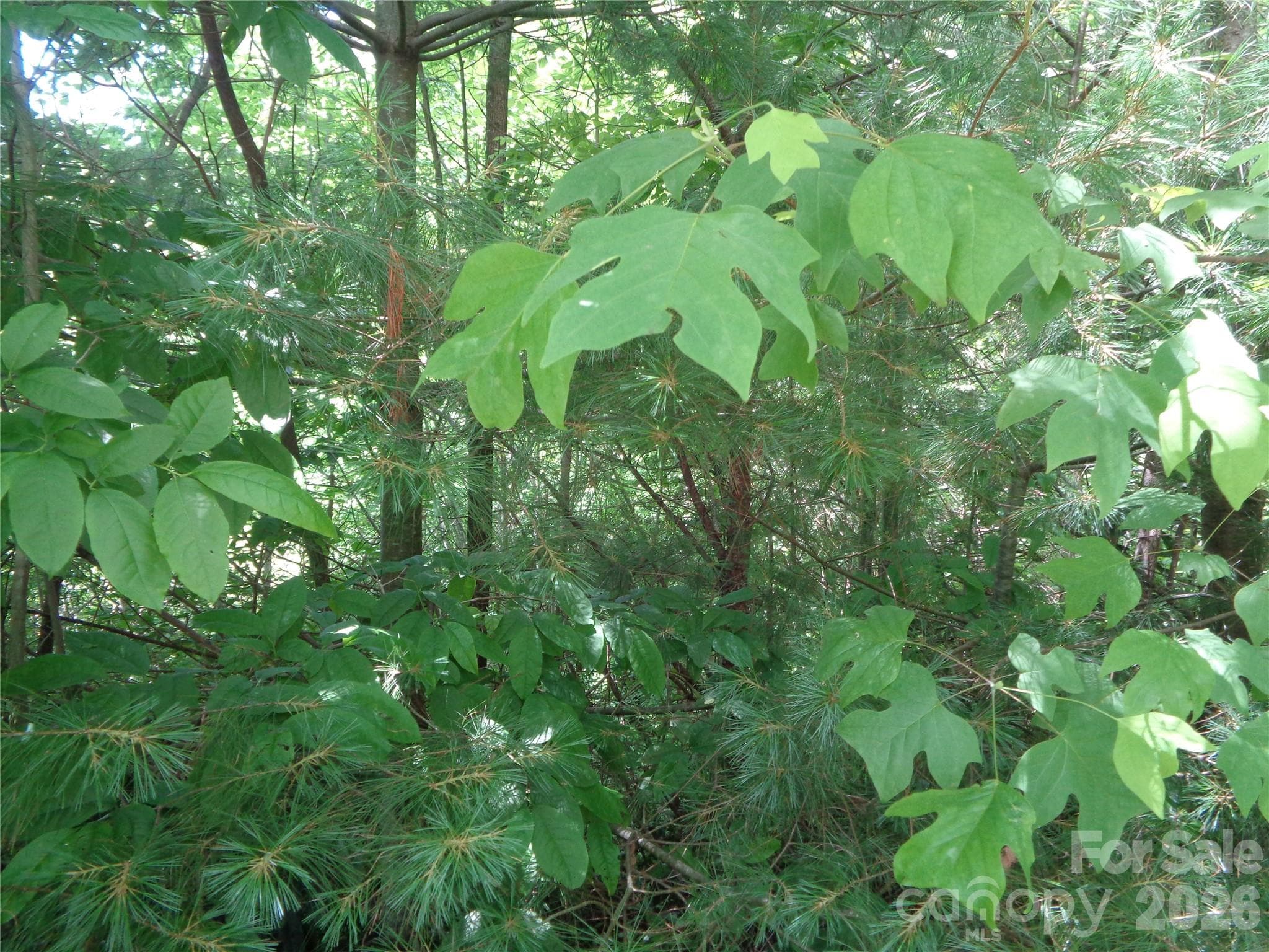 Lot at Maggie Valley, photo 3 of 11
