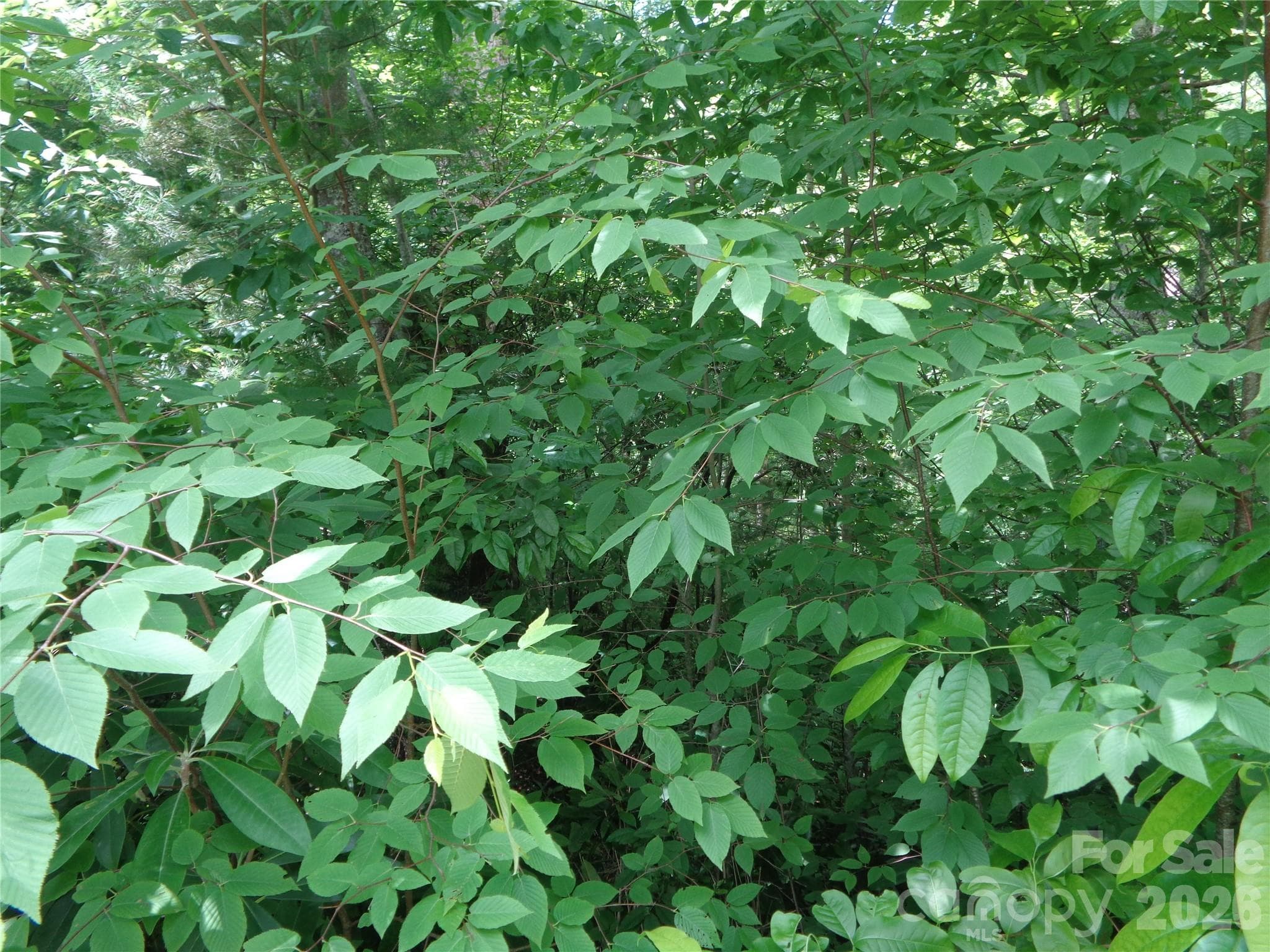 Lot at Maggie Valley, photo 4 of 11