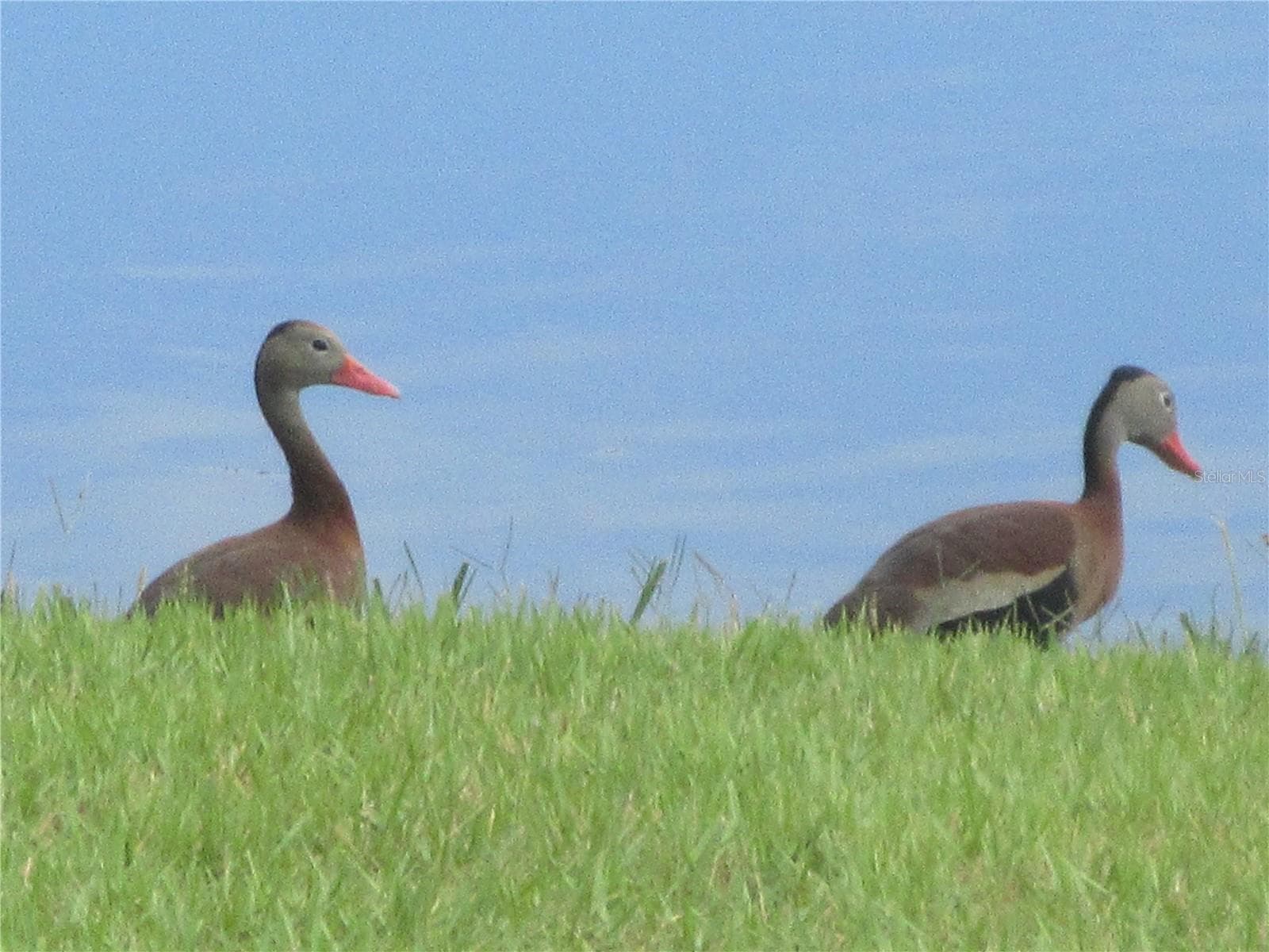 Local wildlife - 16849 SE 59TH PL, OCKLAWAHA